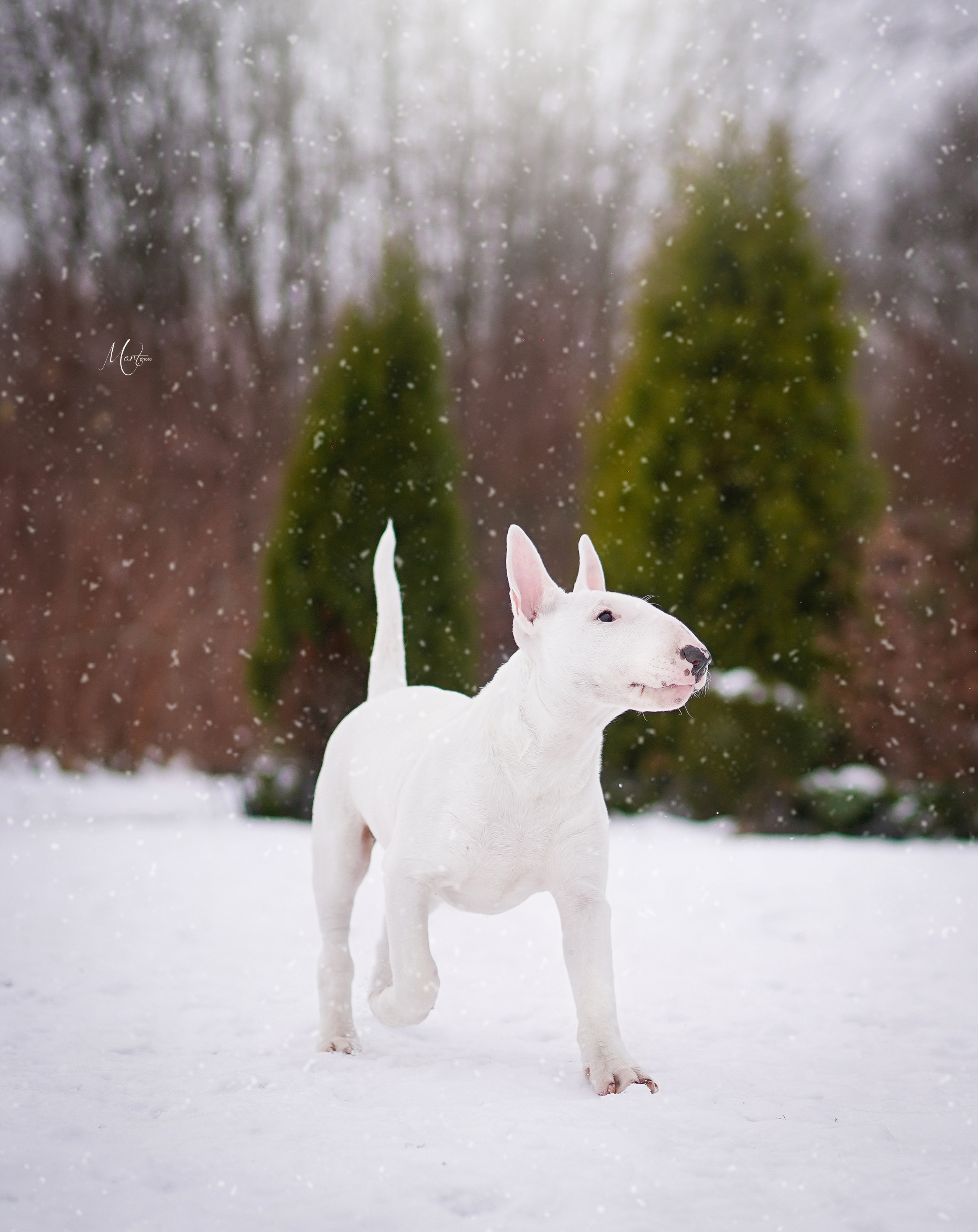 Щенки бультерьера. Фотограф-анималист в Санкт-Петербурге Яна Мартынова