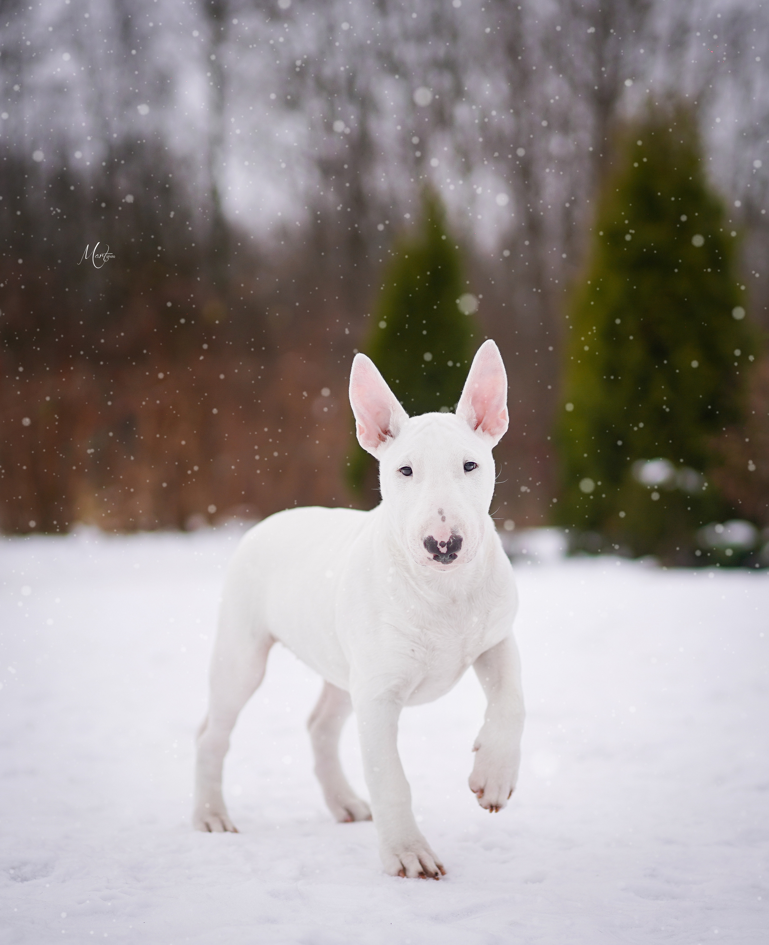 Щенки бультерьера. Фотограф-анималист в Санкт-Петербурге Яна Мартынова