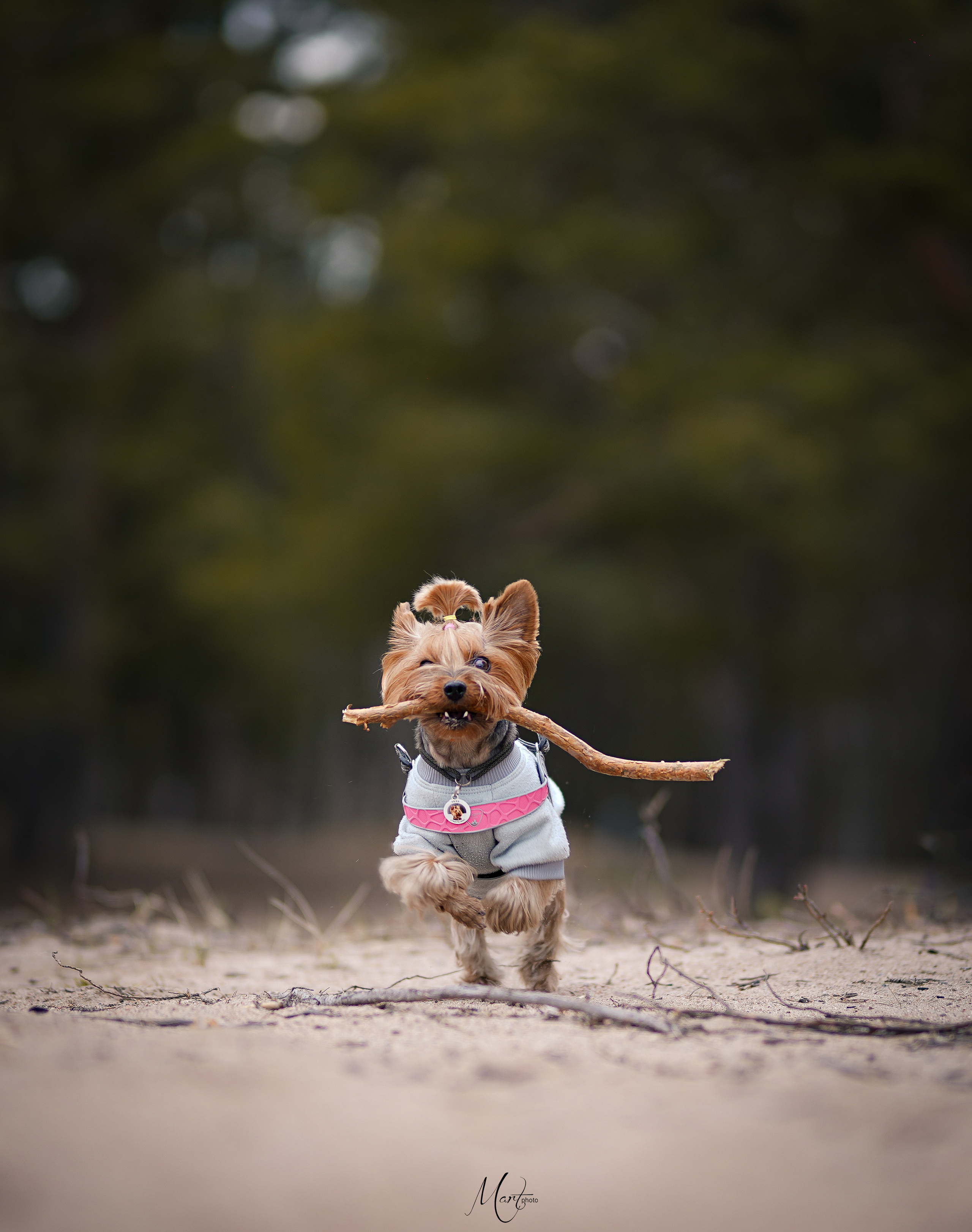 Эффи. Фотограф-анималист в Санкт-Петербурге Яна Мартынова