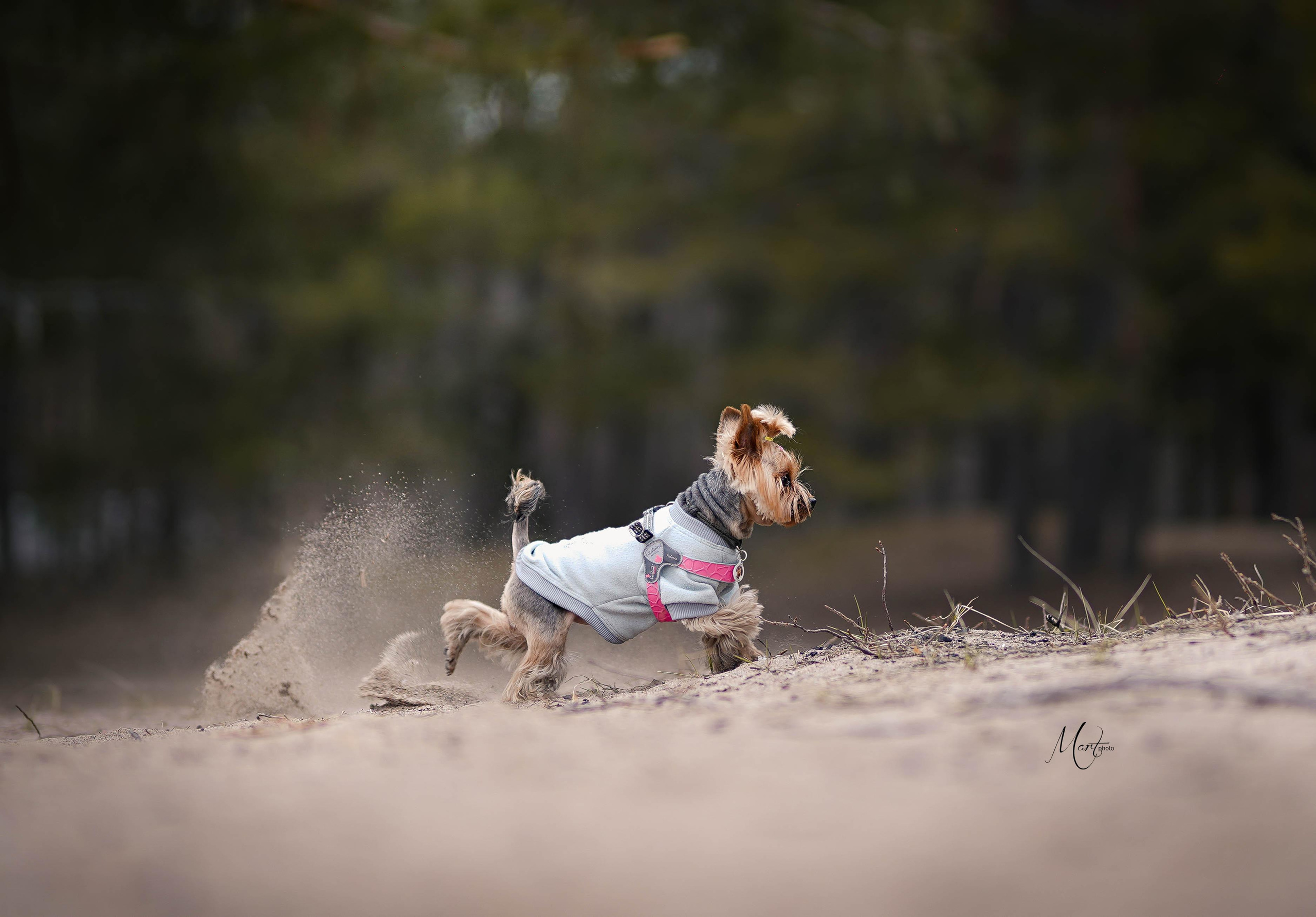 Эффи. Фотограф-анималист в Санкт-Петербурге Яна Мартынова
