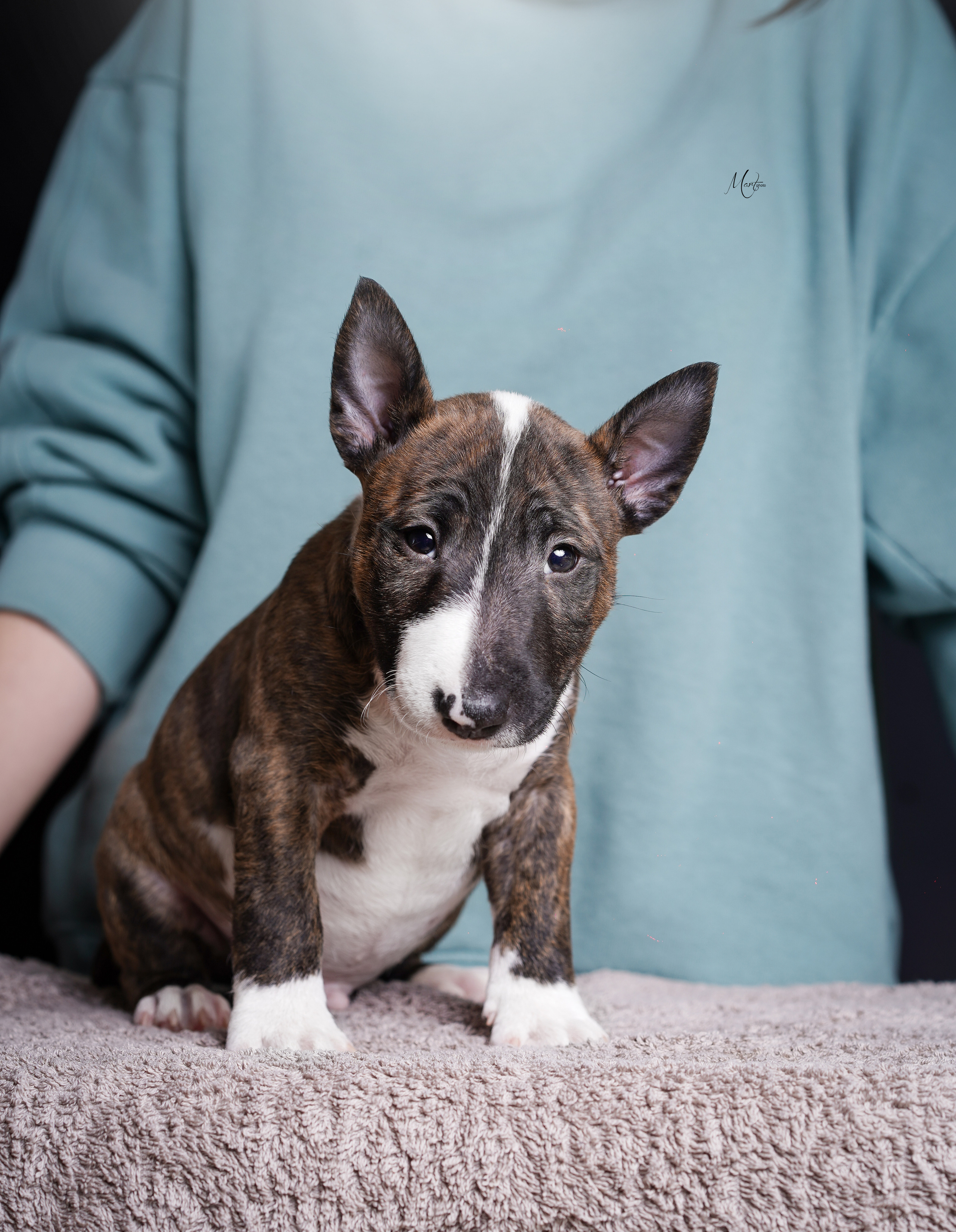 Щенки минибуля. Фотограф-анималист в Санкт-Петербурге Яна Мартынова