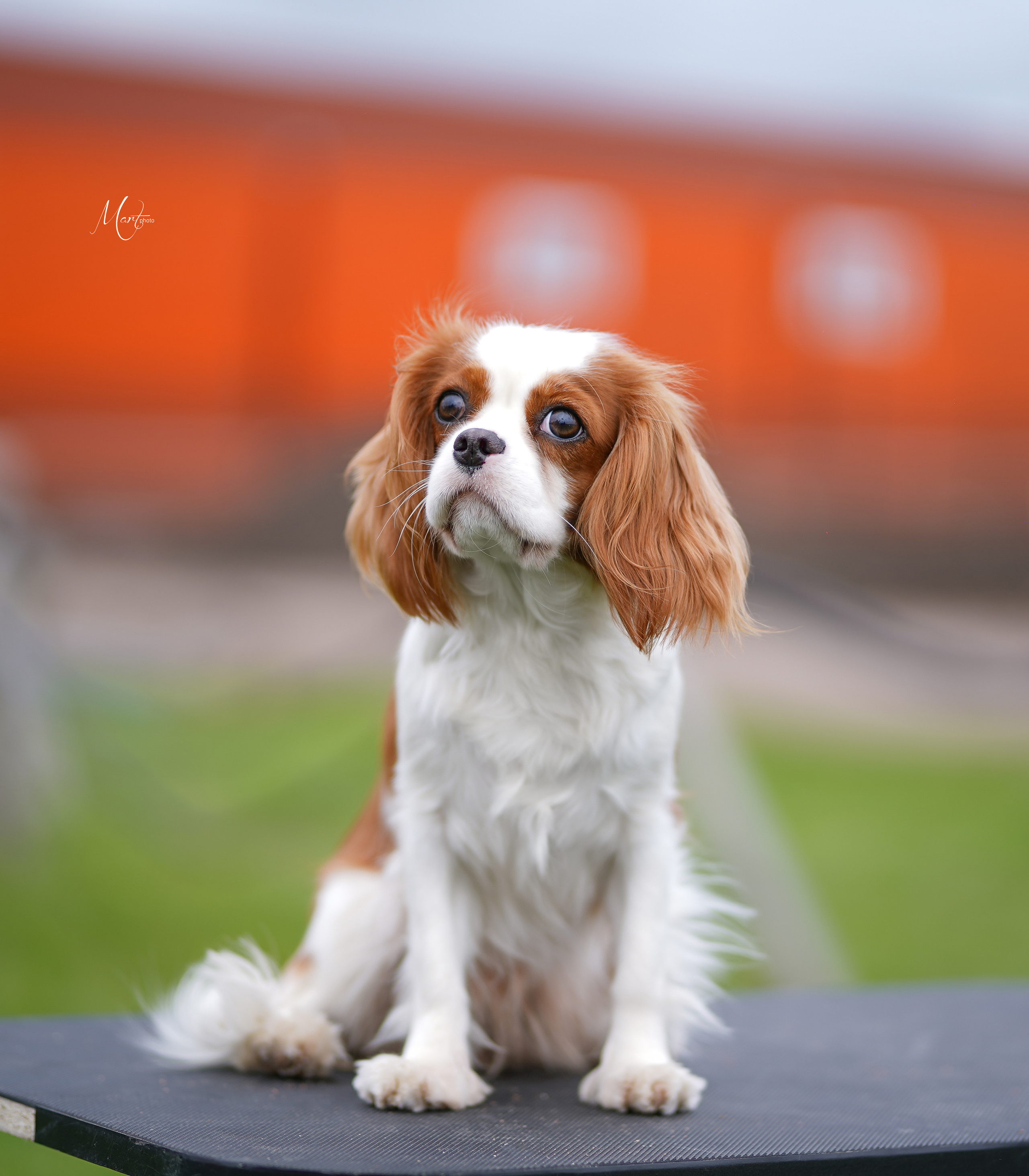 Экстерьерная съемка 2022. Фотограф-анималист в Санкт-Петербурге Яна Мартынова