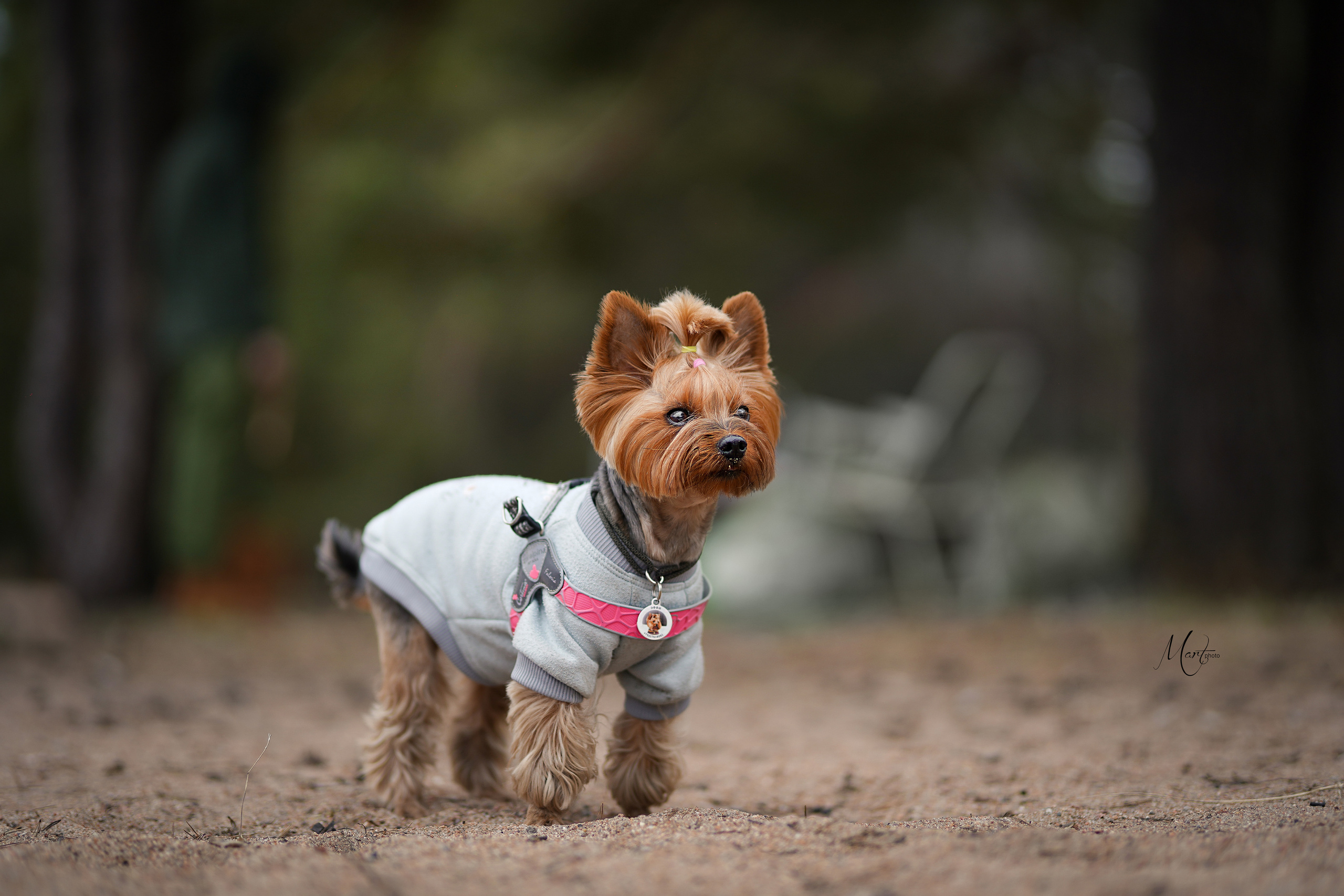Эффи. Фотограф-анималист в Санкт-Петербурге Яна Мартынова