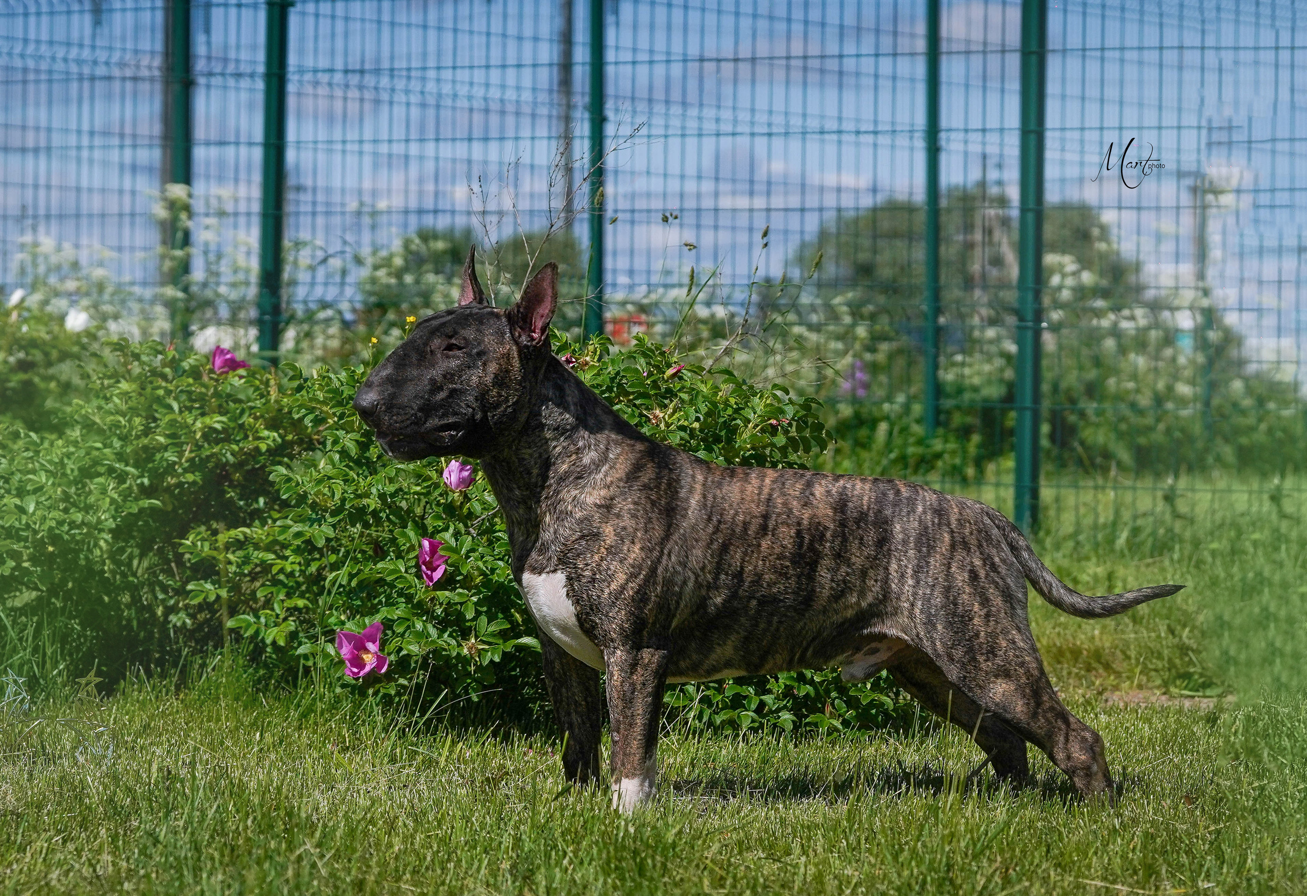 Экстерьерная съемка 2022. Фотограф-анималист в Санкт-Петербурге Яна Мартынова