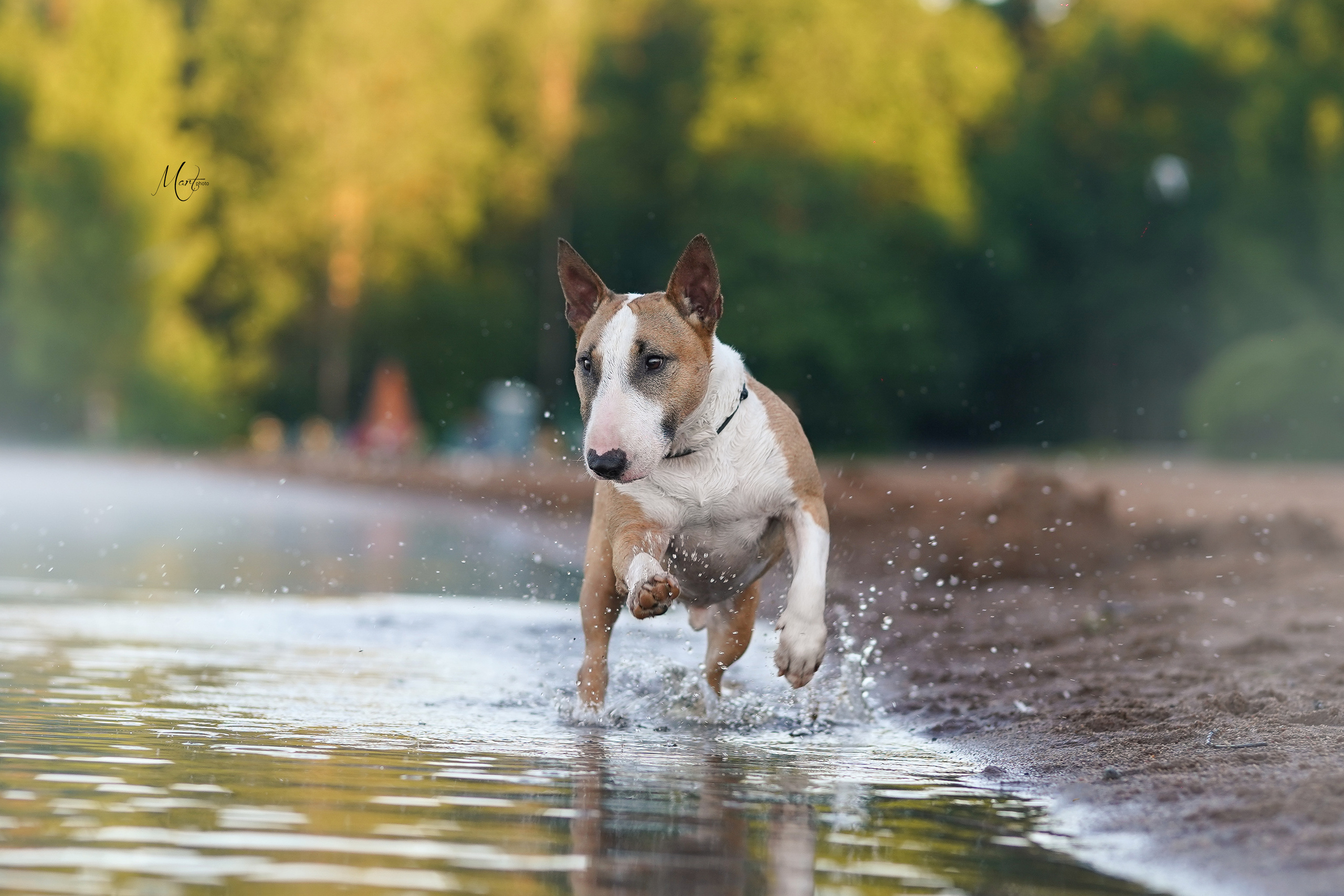 Лемболовское озеро. Фотограф-анималист в Санкт-Петербурге Яна Мартынова