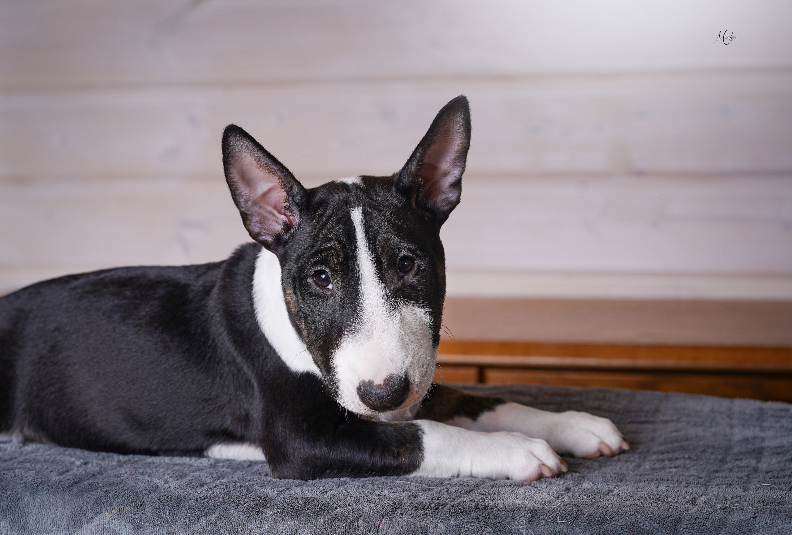 Щенки бультерьера. Фотограф-анималист в Санкт-Петербурге Яна Мартынова