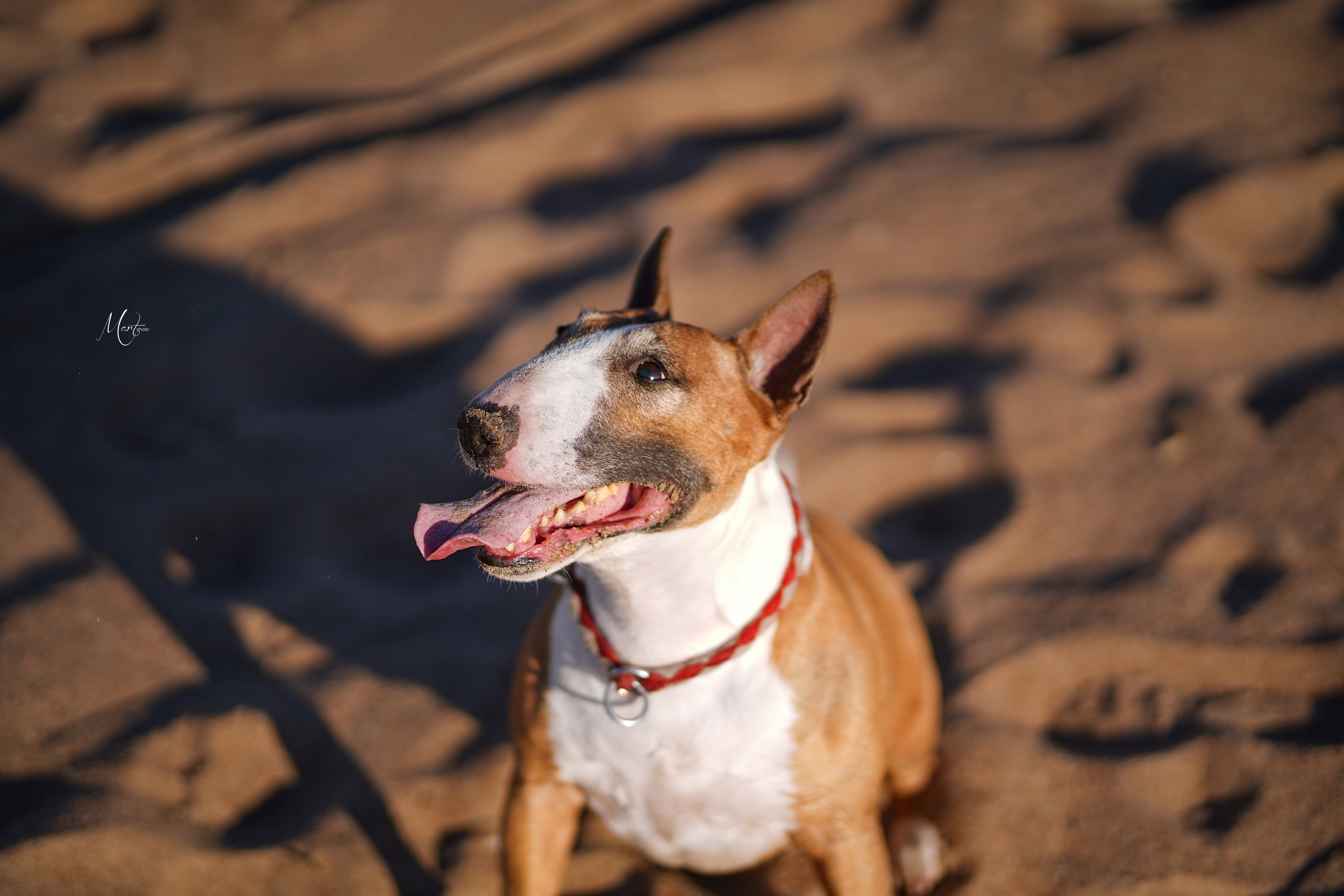 Моня, Оксана и Таисия. Фотограф-анималист в Санкт-Петербурге Яна Мартынова