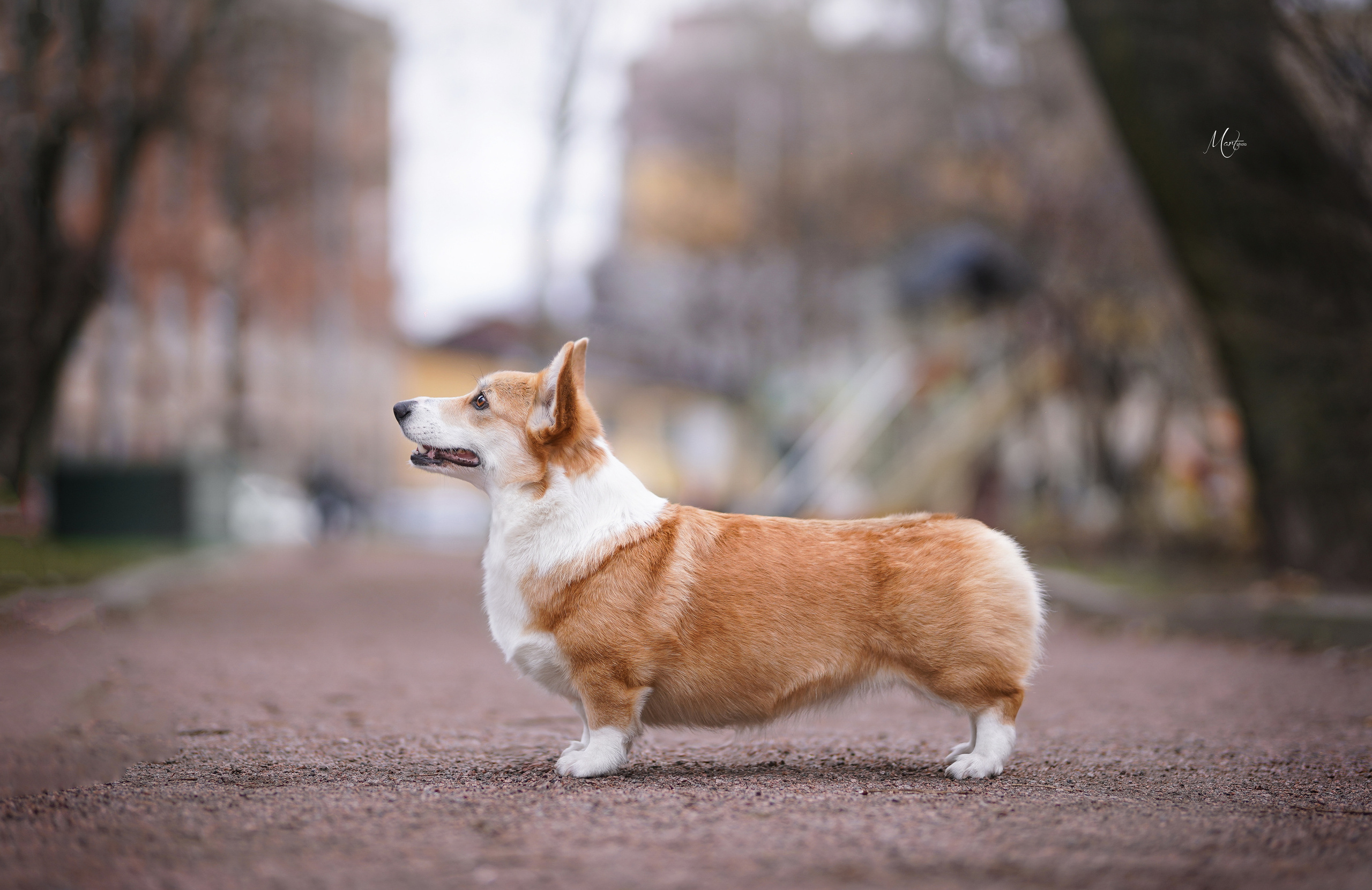 Экстерьерная съемка 2022. Фотограф-анималист в Санкт-Петербурге Яна Мартынова