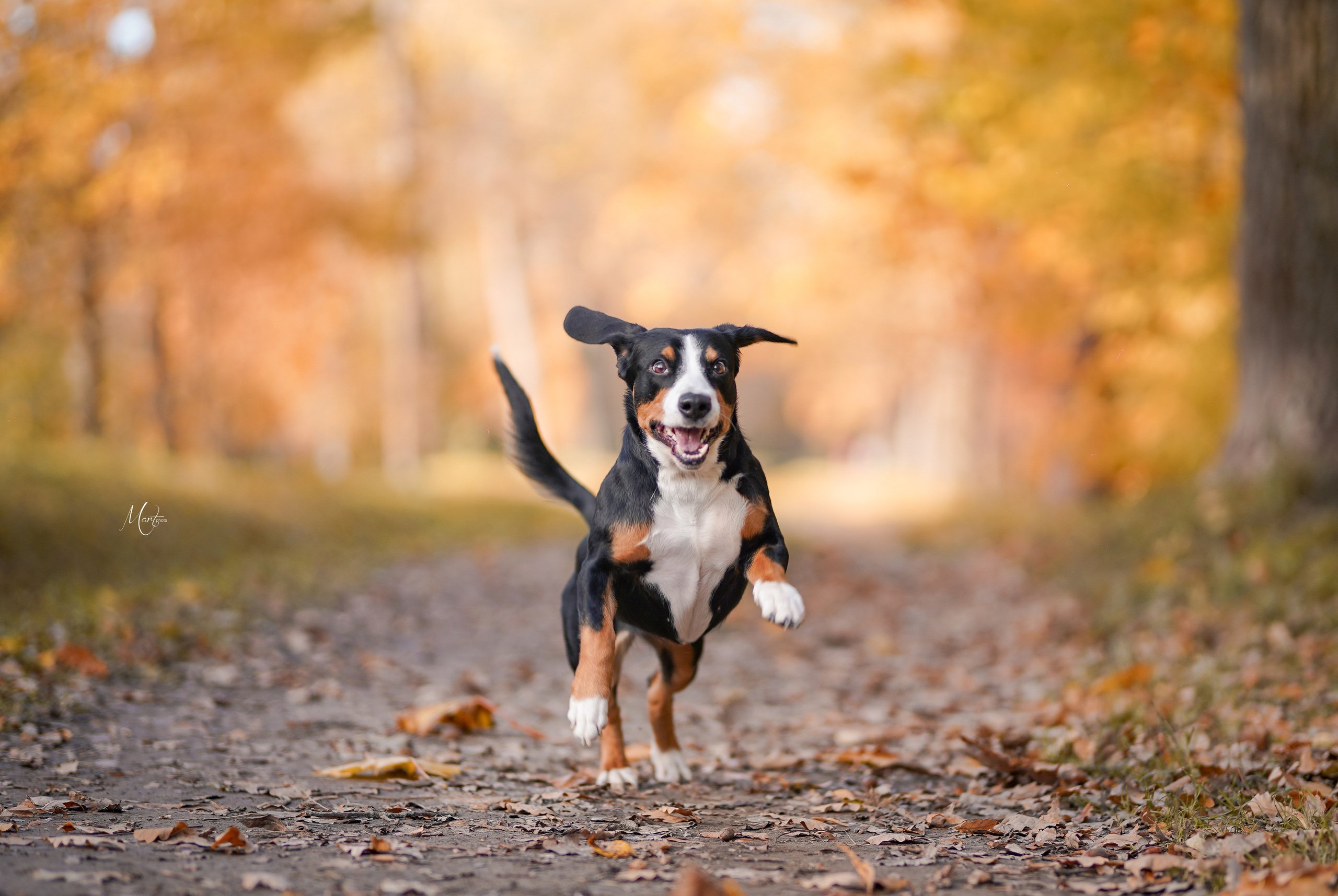 Ксения и Ванда. Фотограф-анималист в Санкт-Петербурге Яна Мартынова