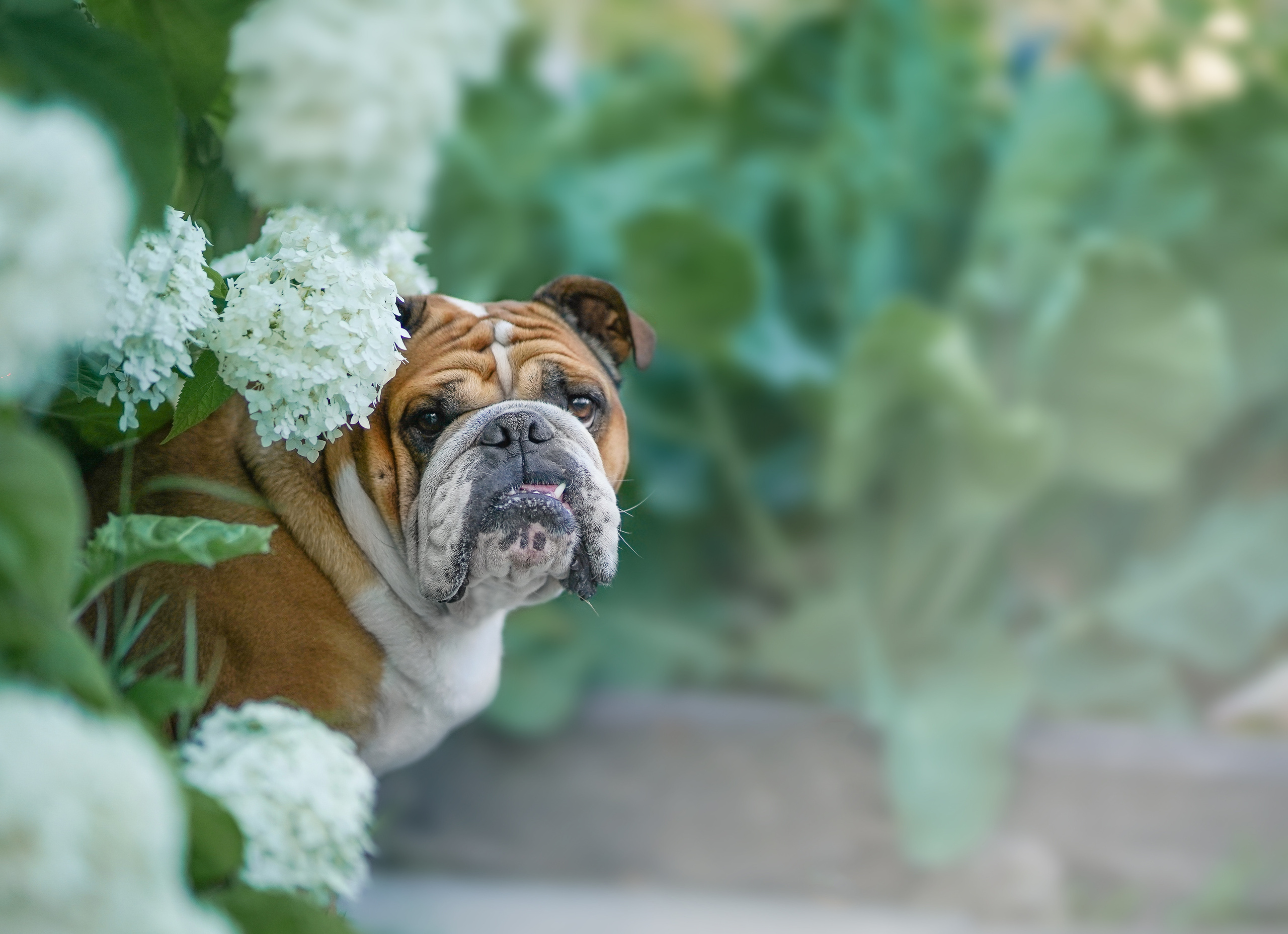 Услуги. Фотограф-анималист в Санкт-Петербурге Яна Мартынова