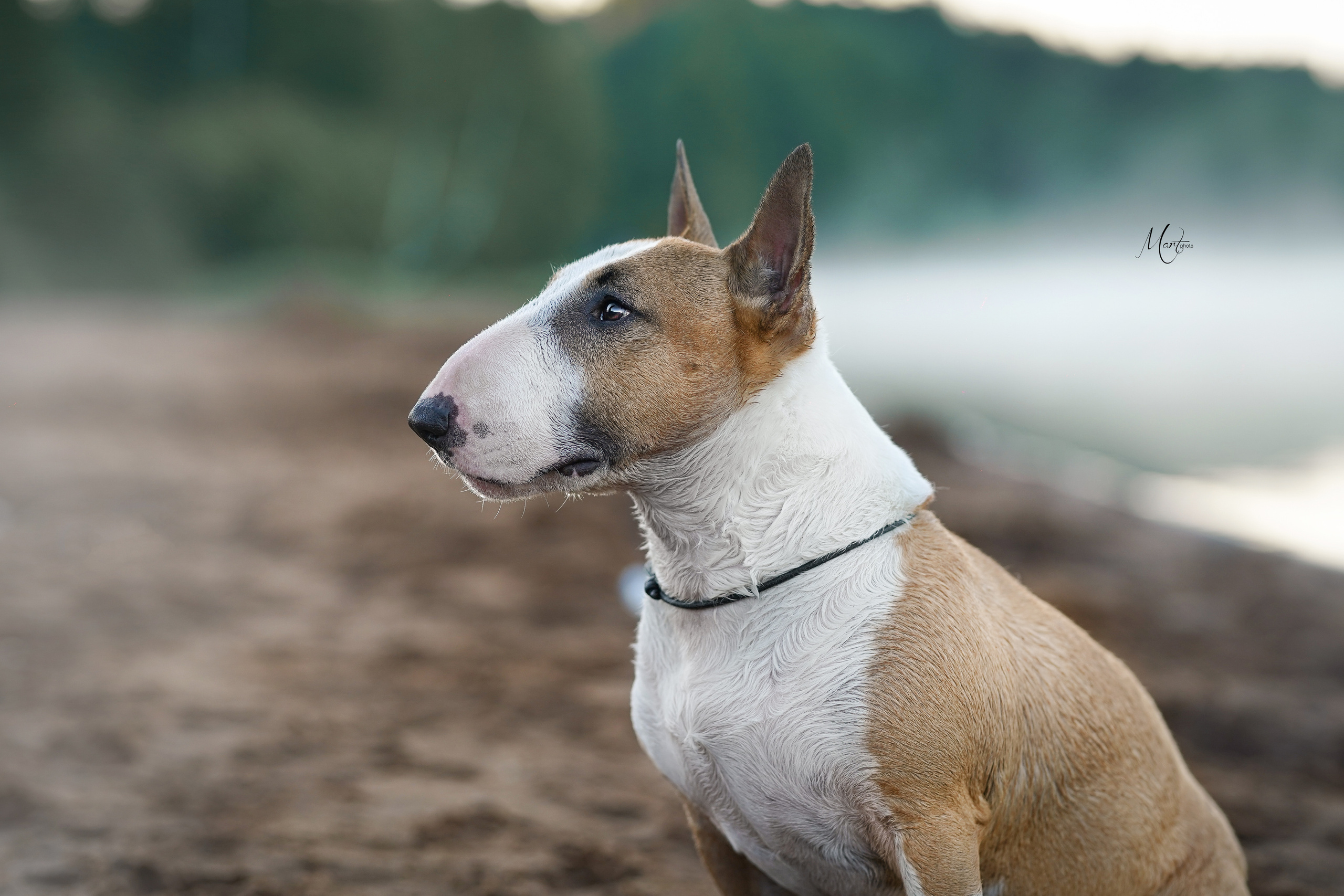 Лемболовское озеро. Фотограф-анималист в Санкт-Петербурге Яна Мартынова