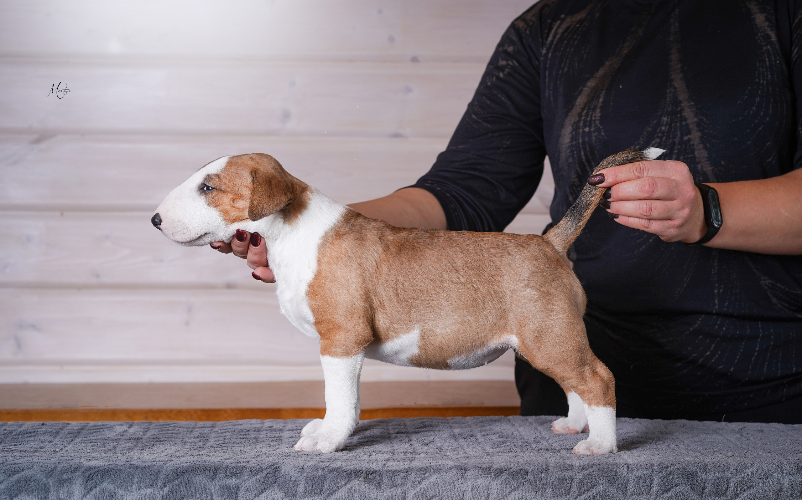Щенки бультерьера. Фотограф-анималист в Санкт-Петербурге Яна Мартынова