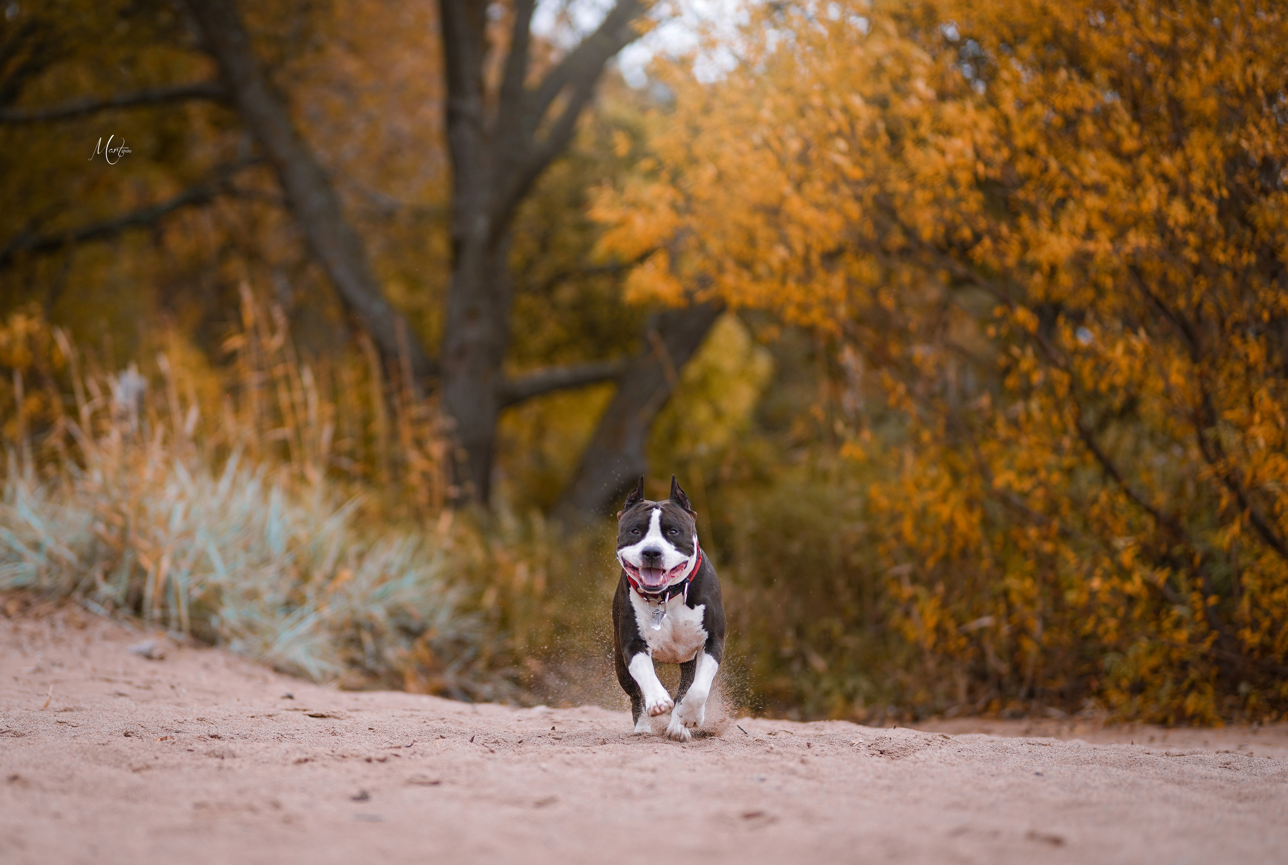 Яньчи на заливе. Фотограф-анималист в Санкт-Петербурге Яна Мартынова
