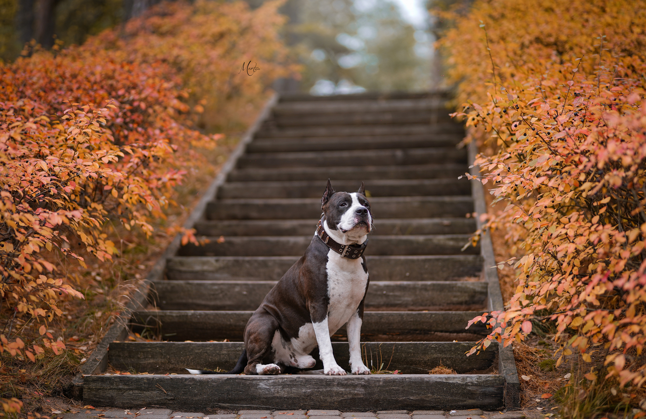 Яньчи на заливе. Фотограф-анималист в Санкт-Петербурге Яна Мартынова