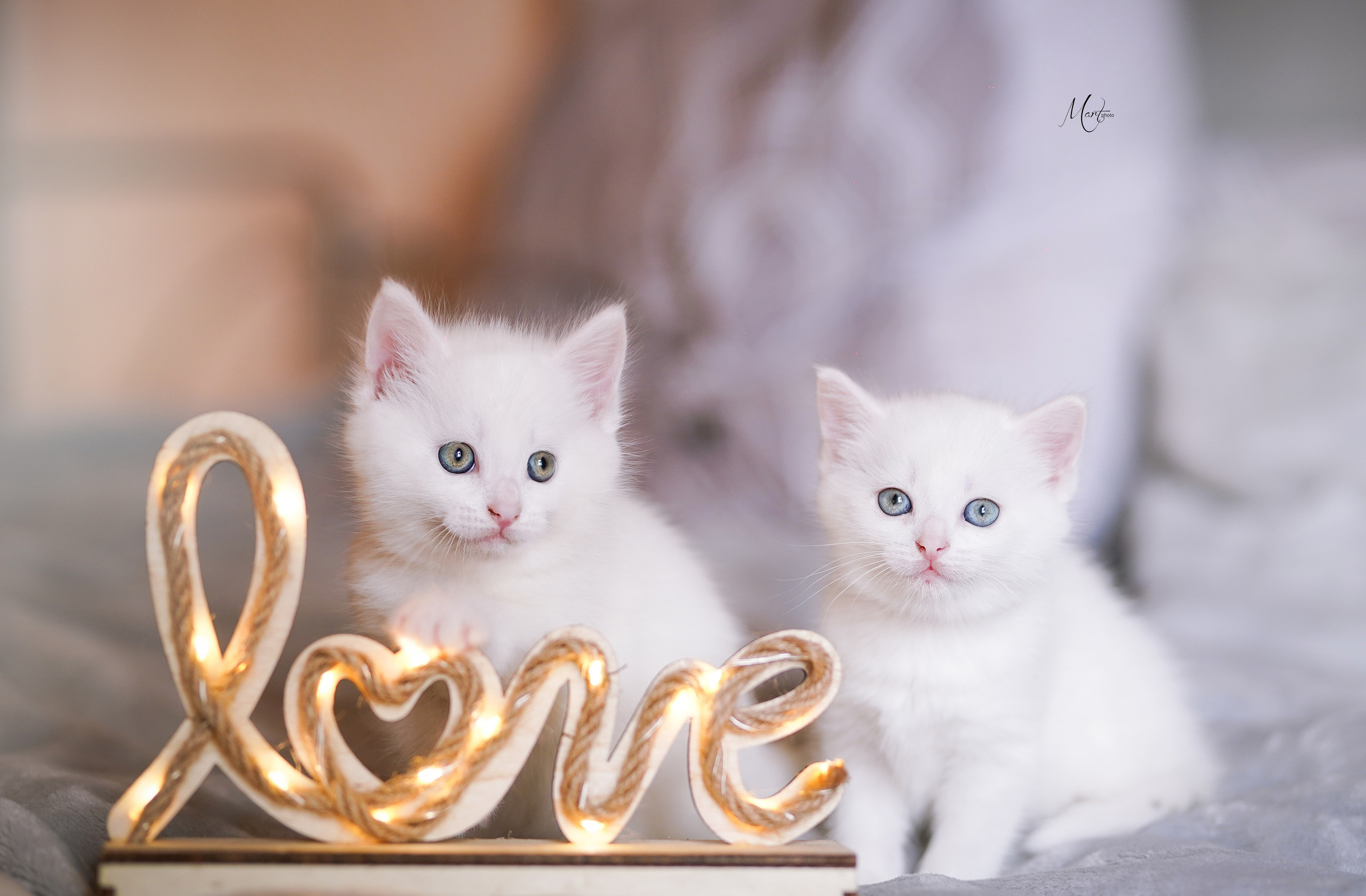 Котята. Фотограф-анималист в Санкт-Петербурге Яна Мартынова