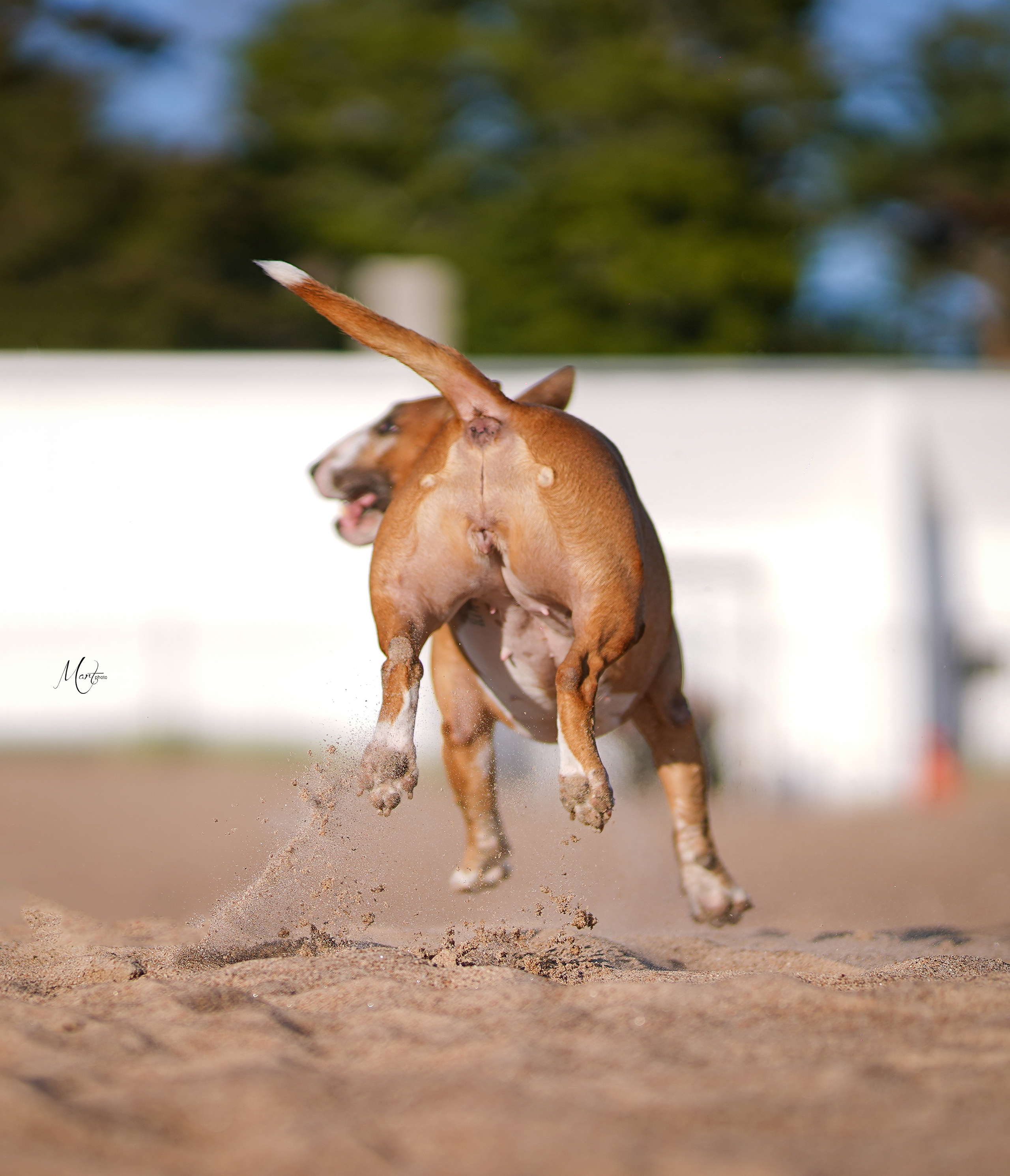 Моня, Оксана и Таисия. Фотограф-анималист в Санкт-Петербурге Яна Мартынова