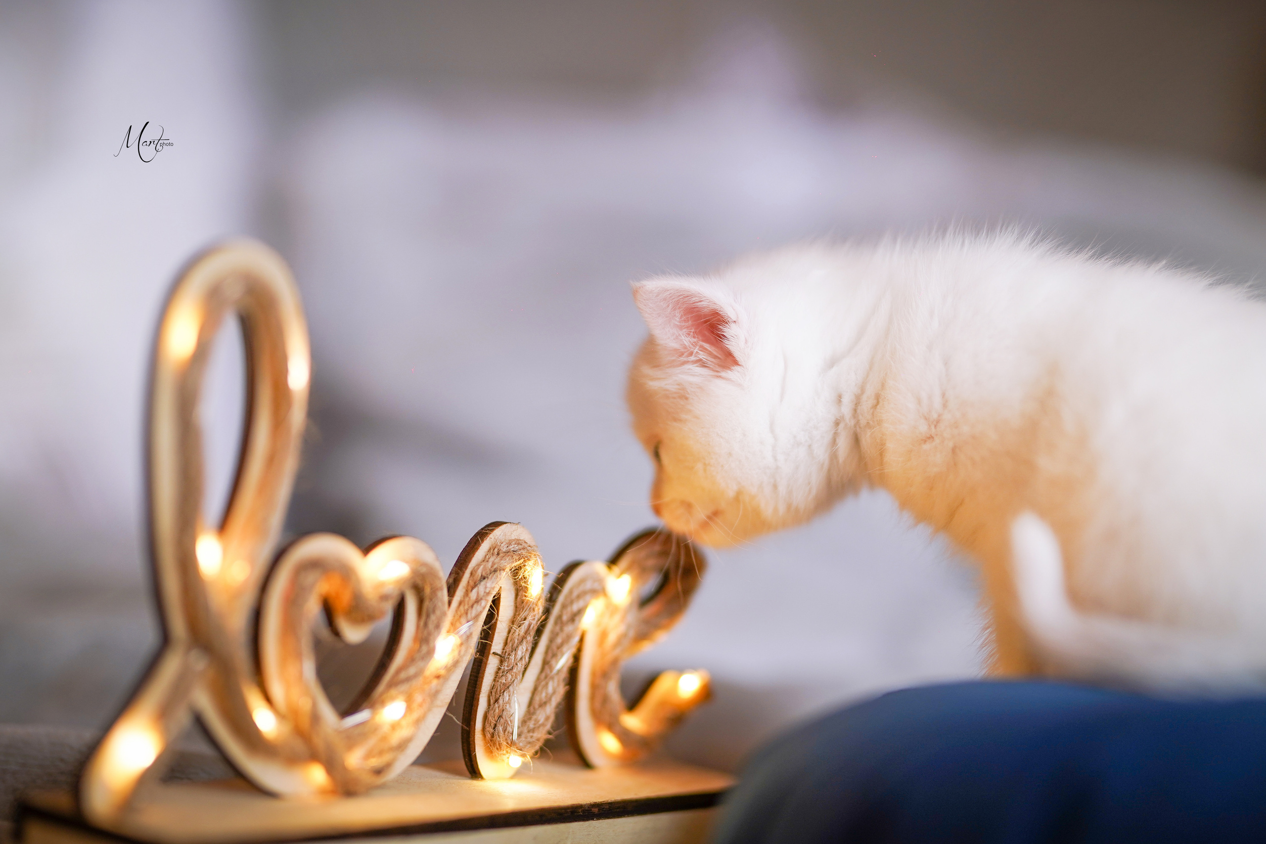 Котята. Фотограф-анималист в Санкт-Петербурге Яна Мартынова