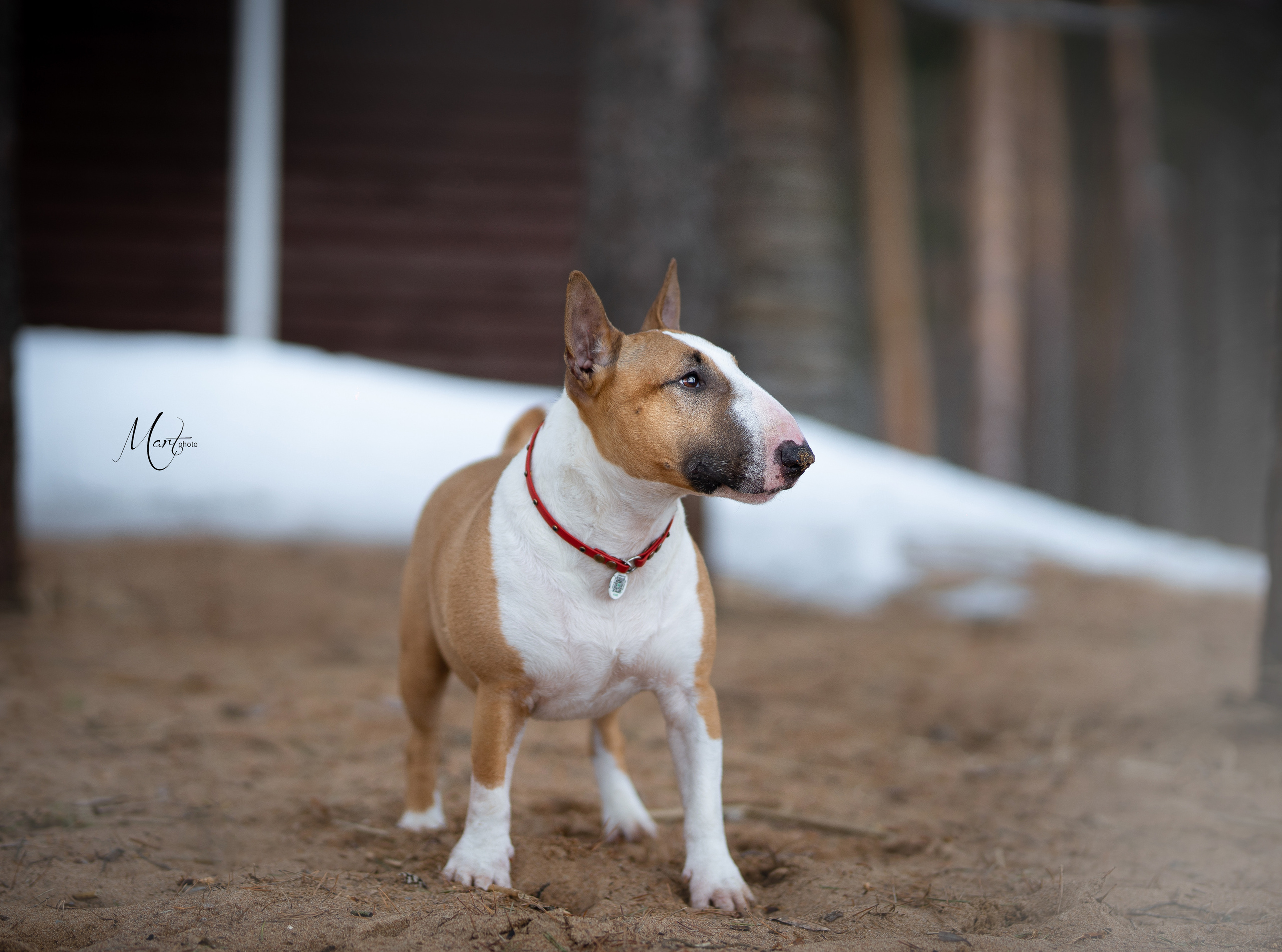 Пляж Финского залива в марте. Фотограф-анималист в Санкт-Петербурге Яна Мартынова