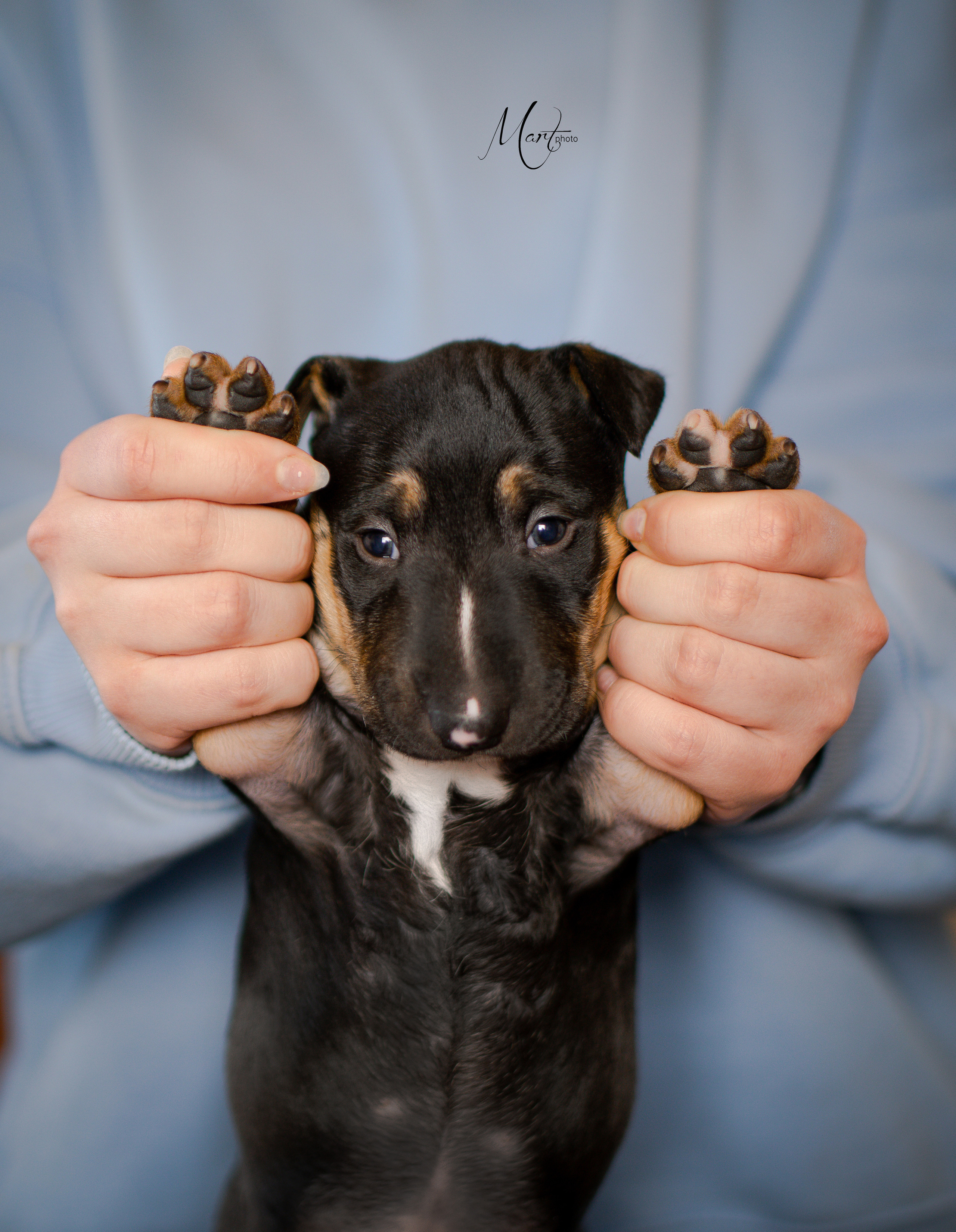 Щенки минибуля. Фотограф-анималист в Санкт-Петербурге Яна Мартынова