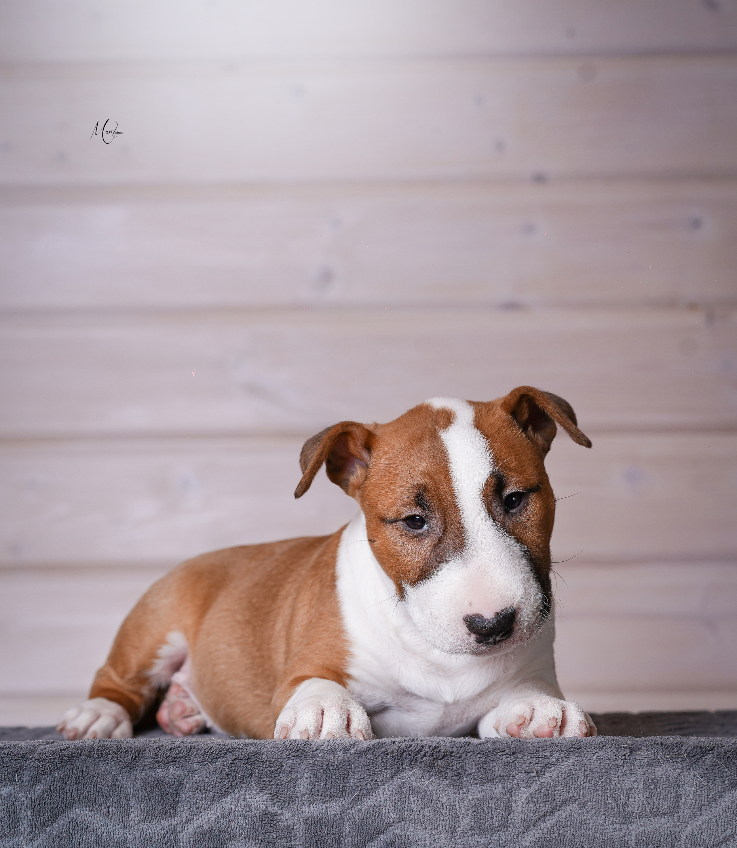 Щенки бультерьера. Фотограф-анималист в Санкт-Петербурге Яна Мартынова