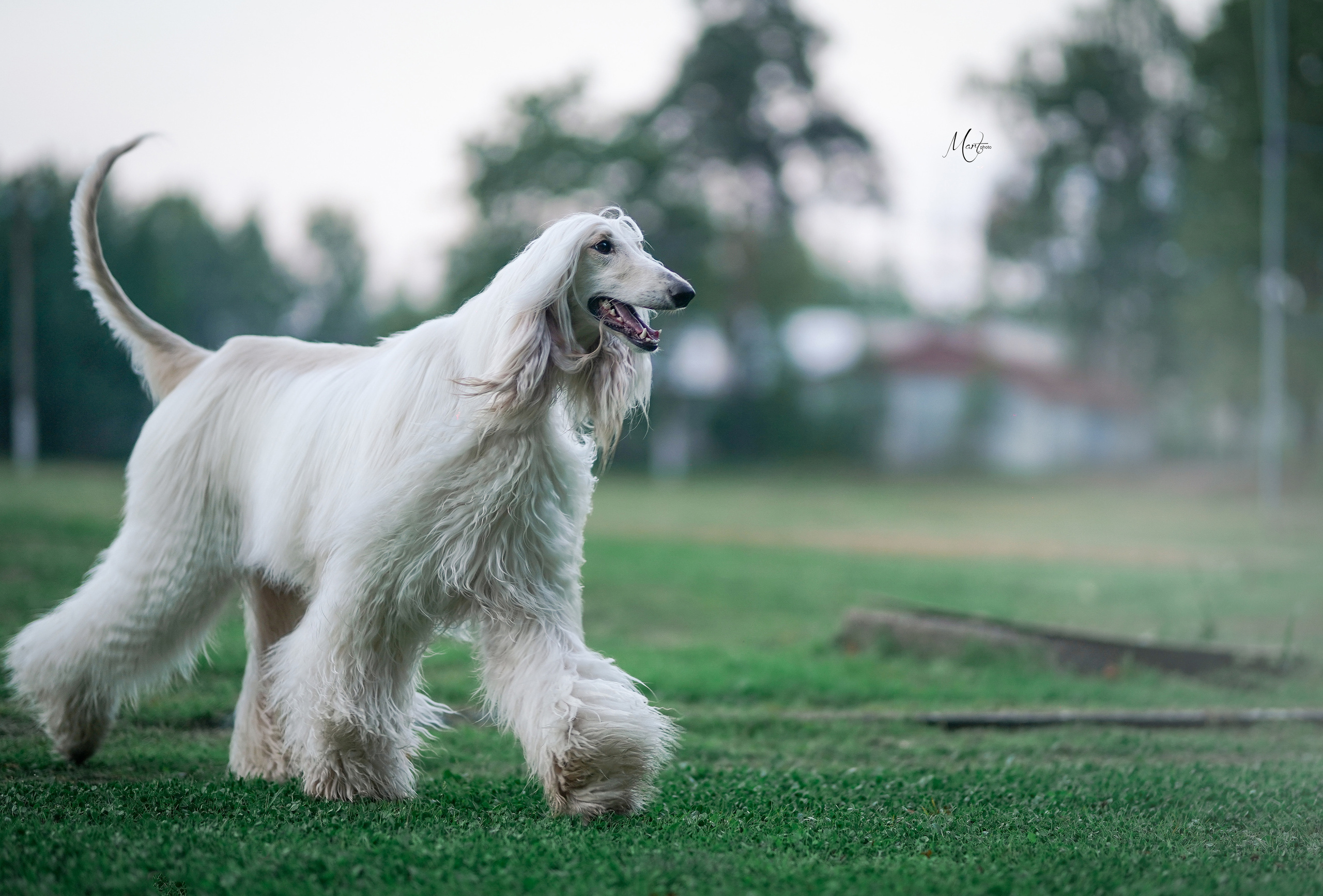 Экстерьерная съемка 2022. Фотограф-анималист в Санкт-Петербурге Яна Мартынова