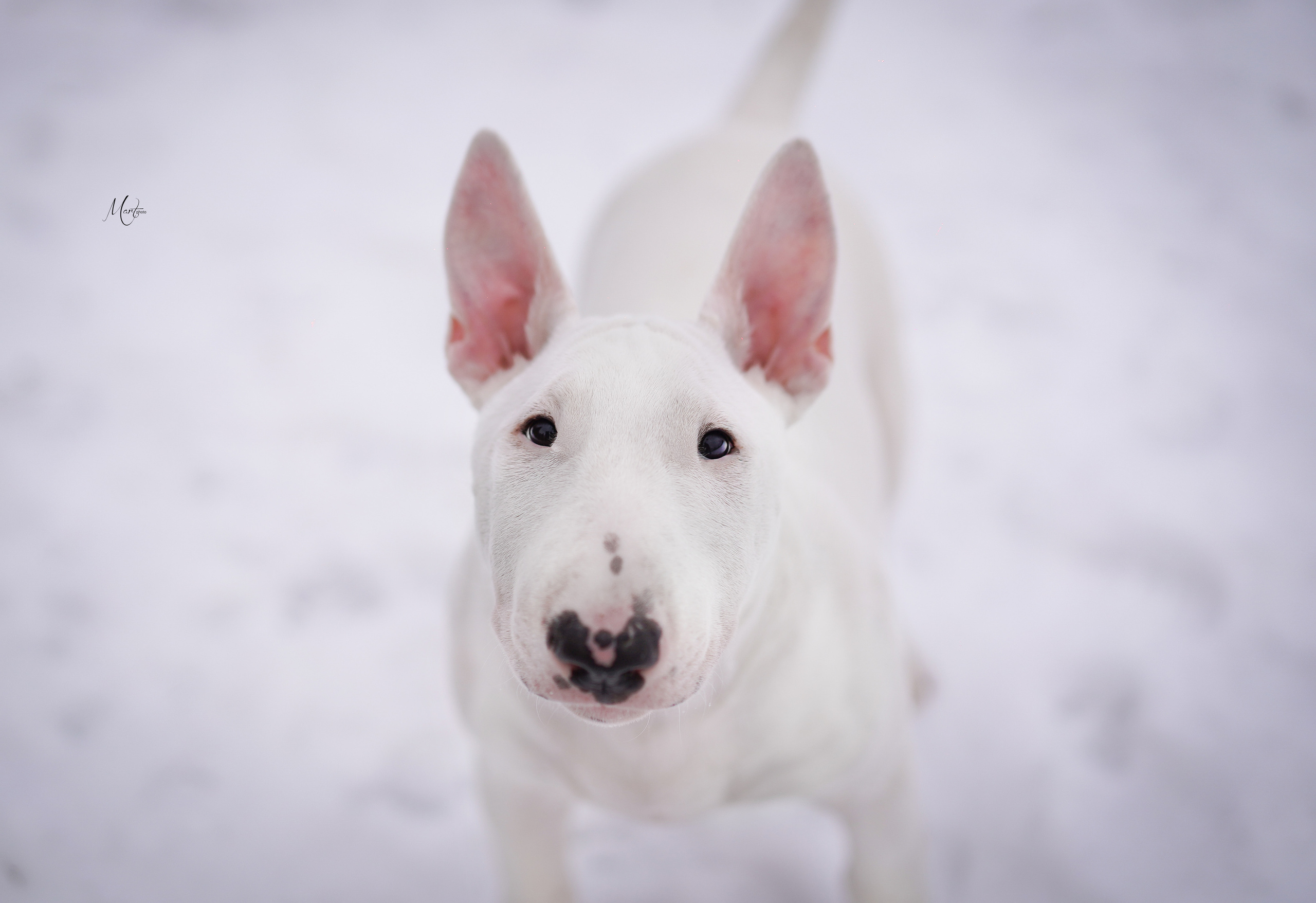 Щенки бультерьера. Фотограф-анималист в Санкт-Петербурге Яна Мартынова