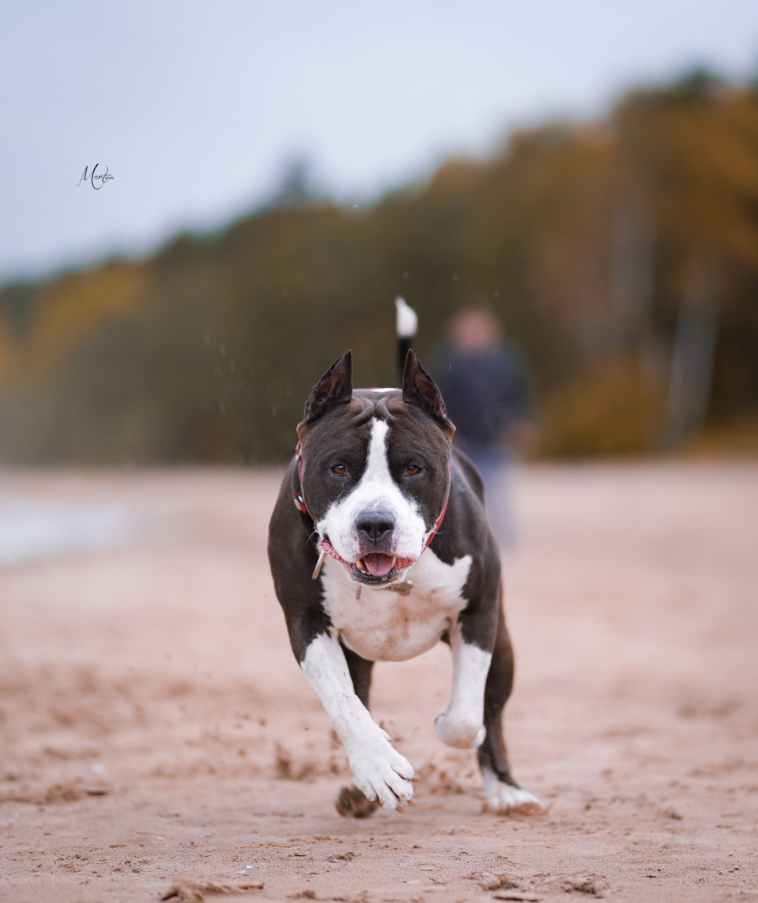 Яньчи на заливе. Фотограф-анималист в Санкт-Петербурге Яна Мартынова