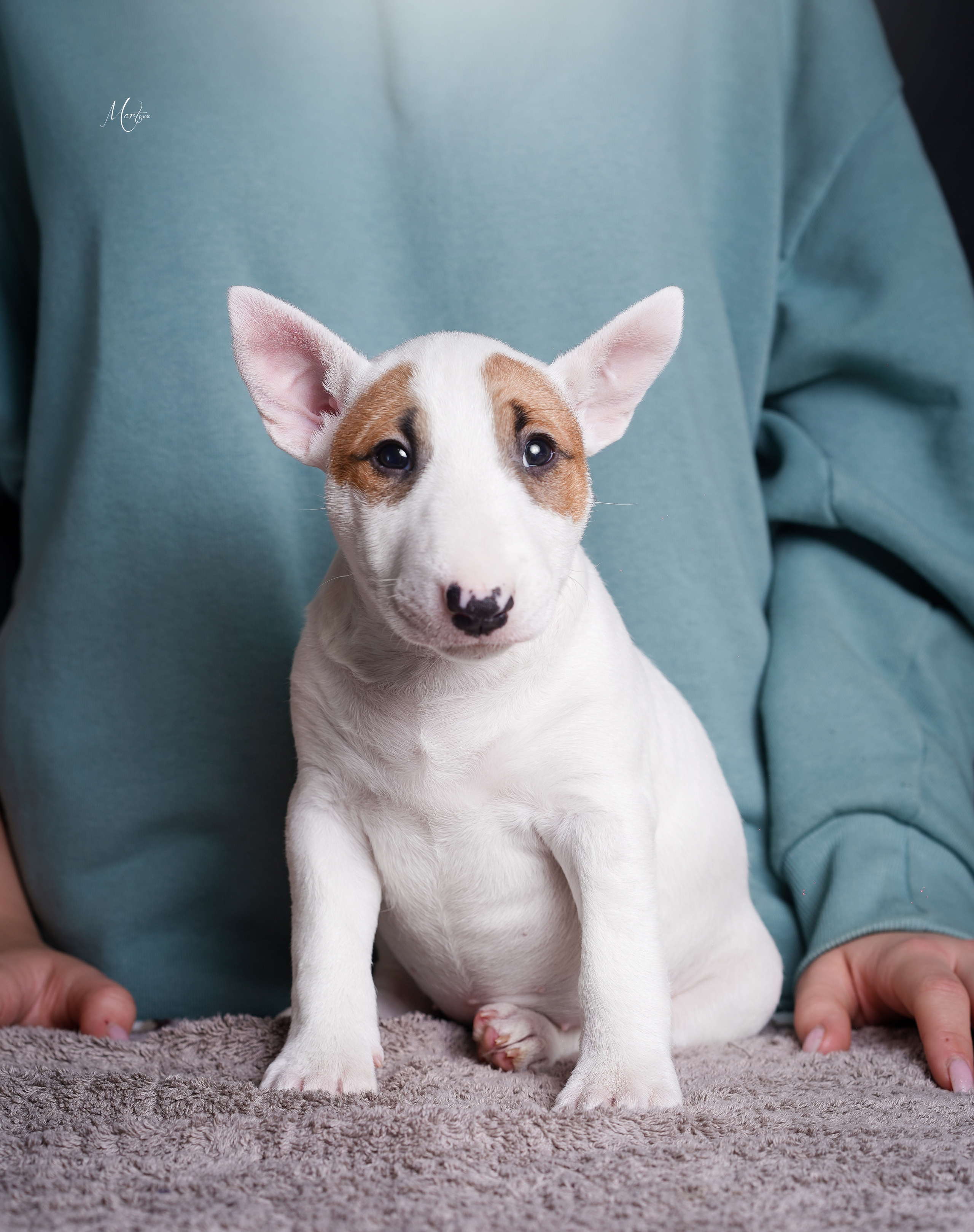 Щенки минибуля. Фотограф-анималист в Санкт-Петербурге Яна Мартынова
