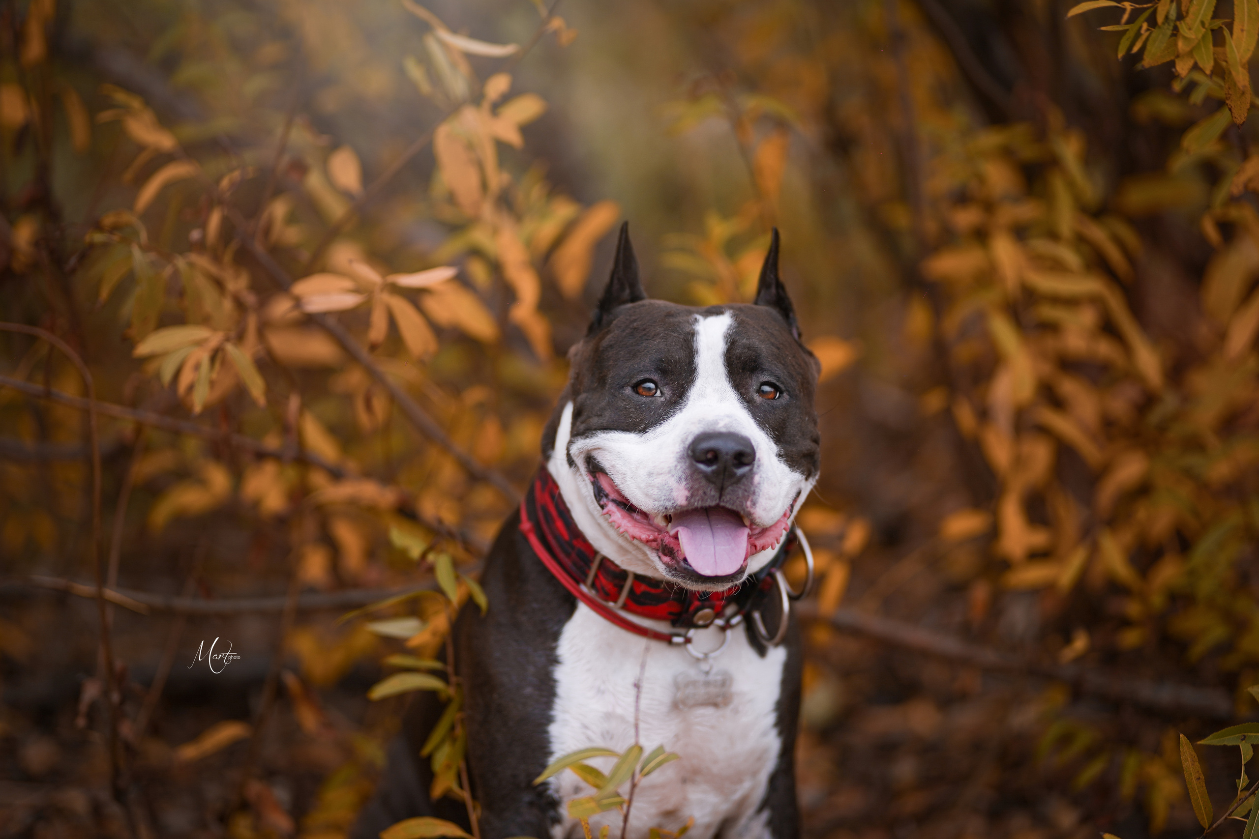 Яньчи на заливе. Фотограф-анималист в Санкт-Петербурге Яна Мартынова