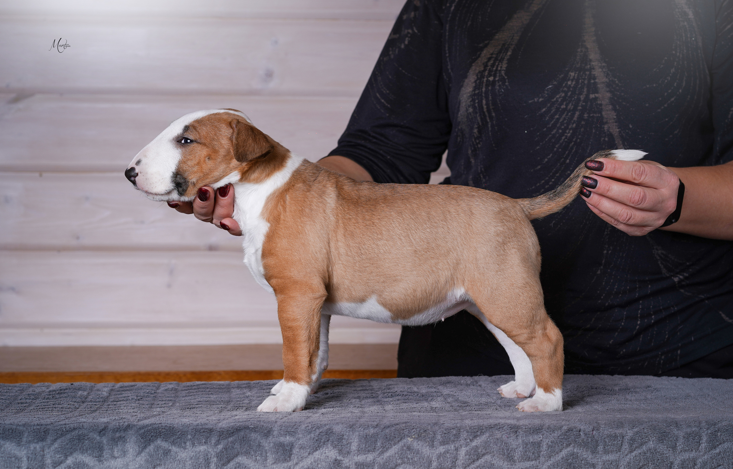 Щенки бультерьера. Фотограф-анималист в Санкт-Петербурге Яна Мартынова