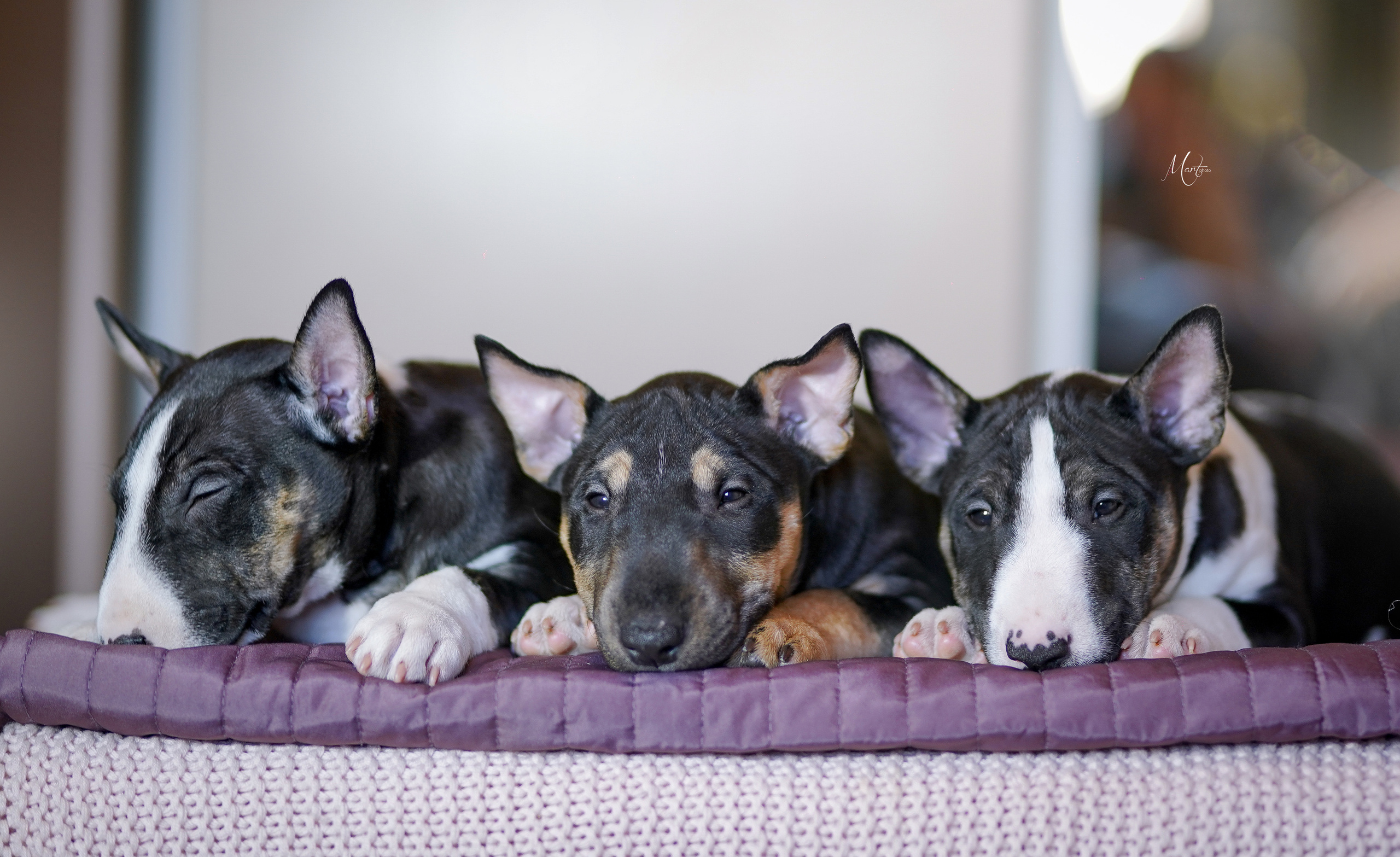 Щенки минибуля. Фотограф-анималист в Санкт-Петербурге Яна Мартынова