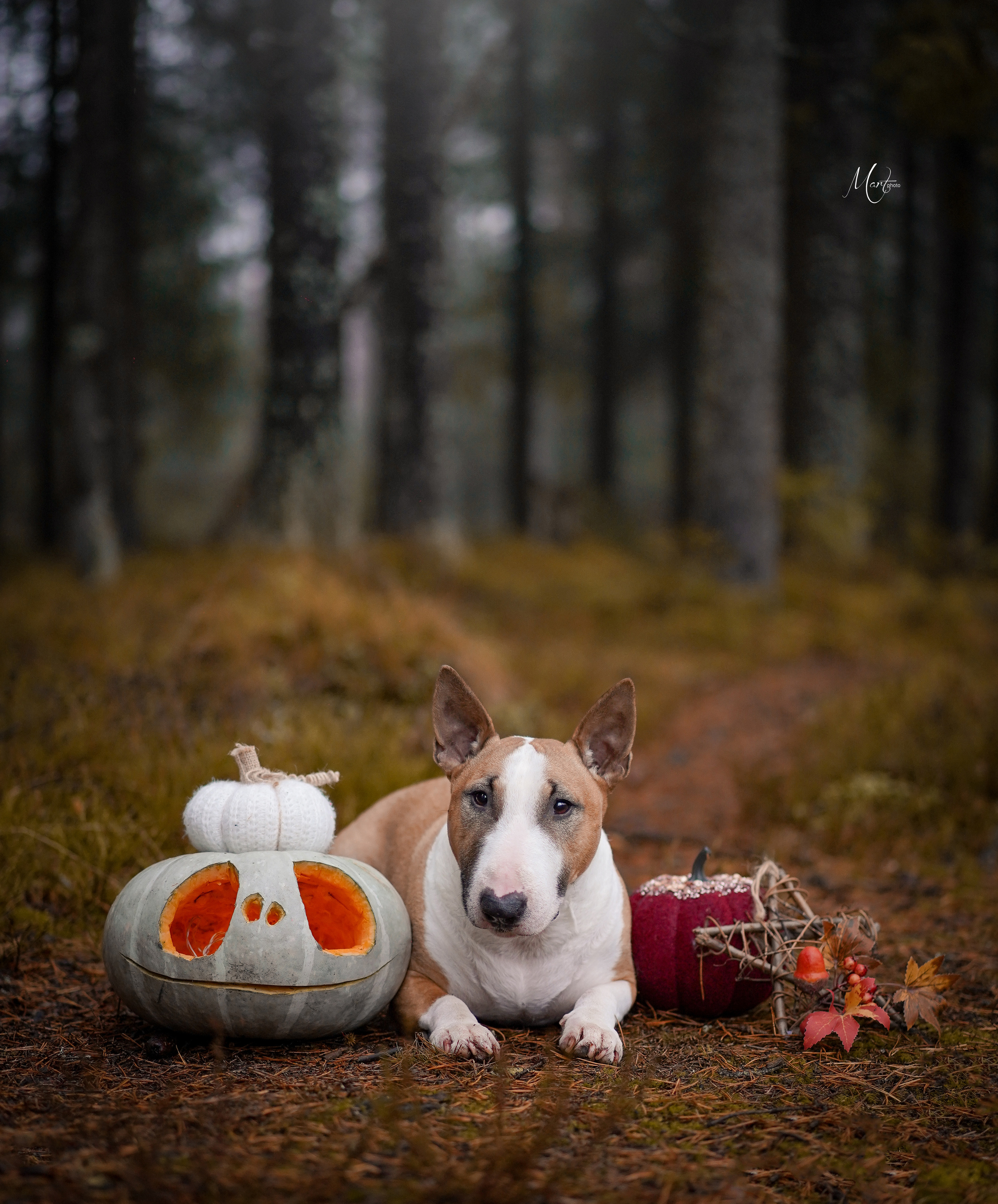 Хеллоуин 22. Фотограф-анималист в Санкт-Петербурге Яна Мартынова