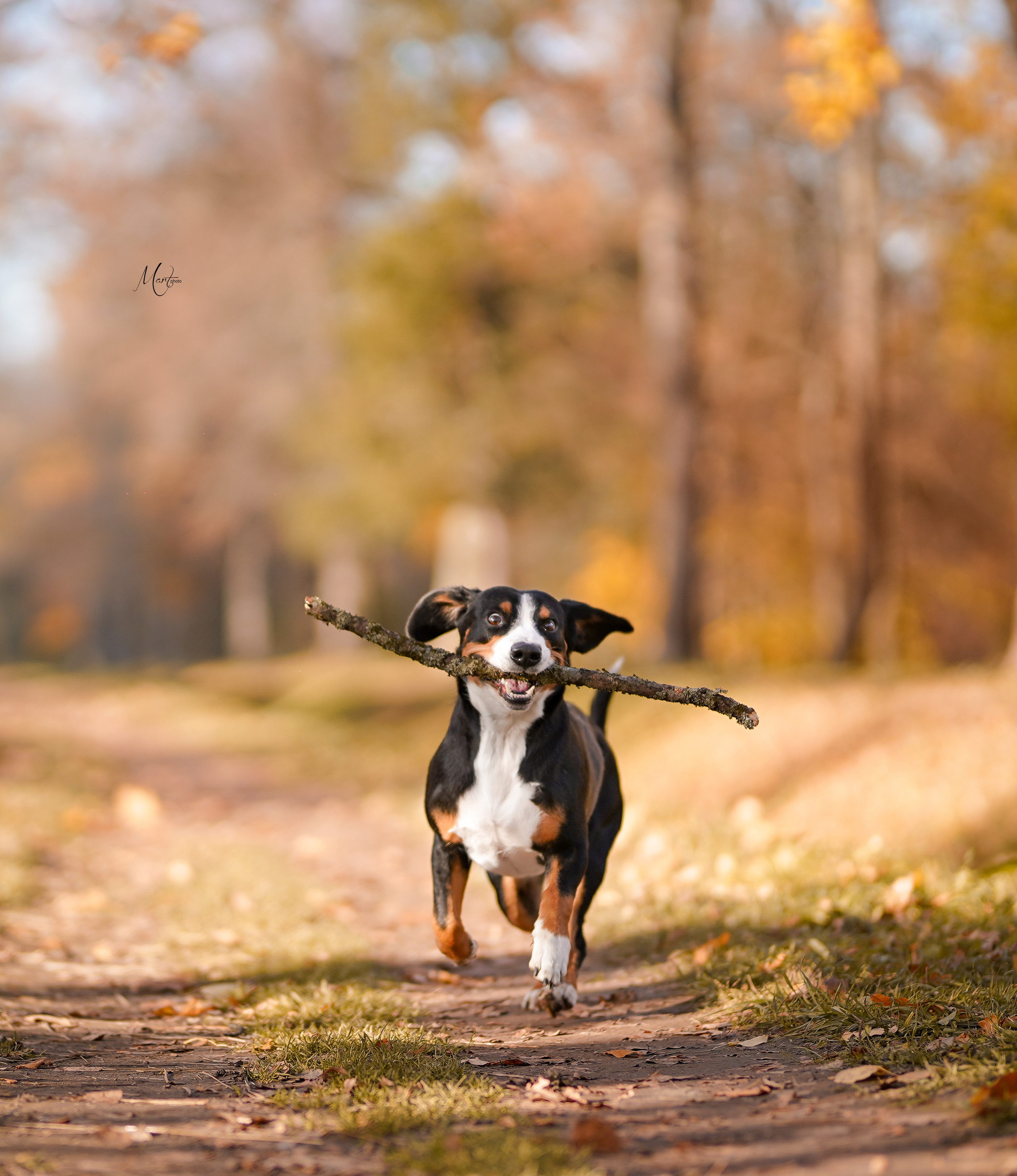 Ксения и Ванда. Фотограф-анималист в Санкт-Петербурге Яна Мартынова