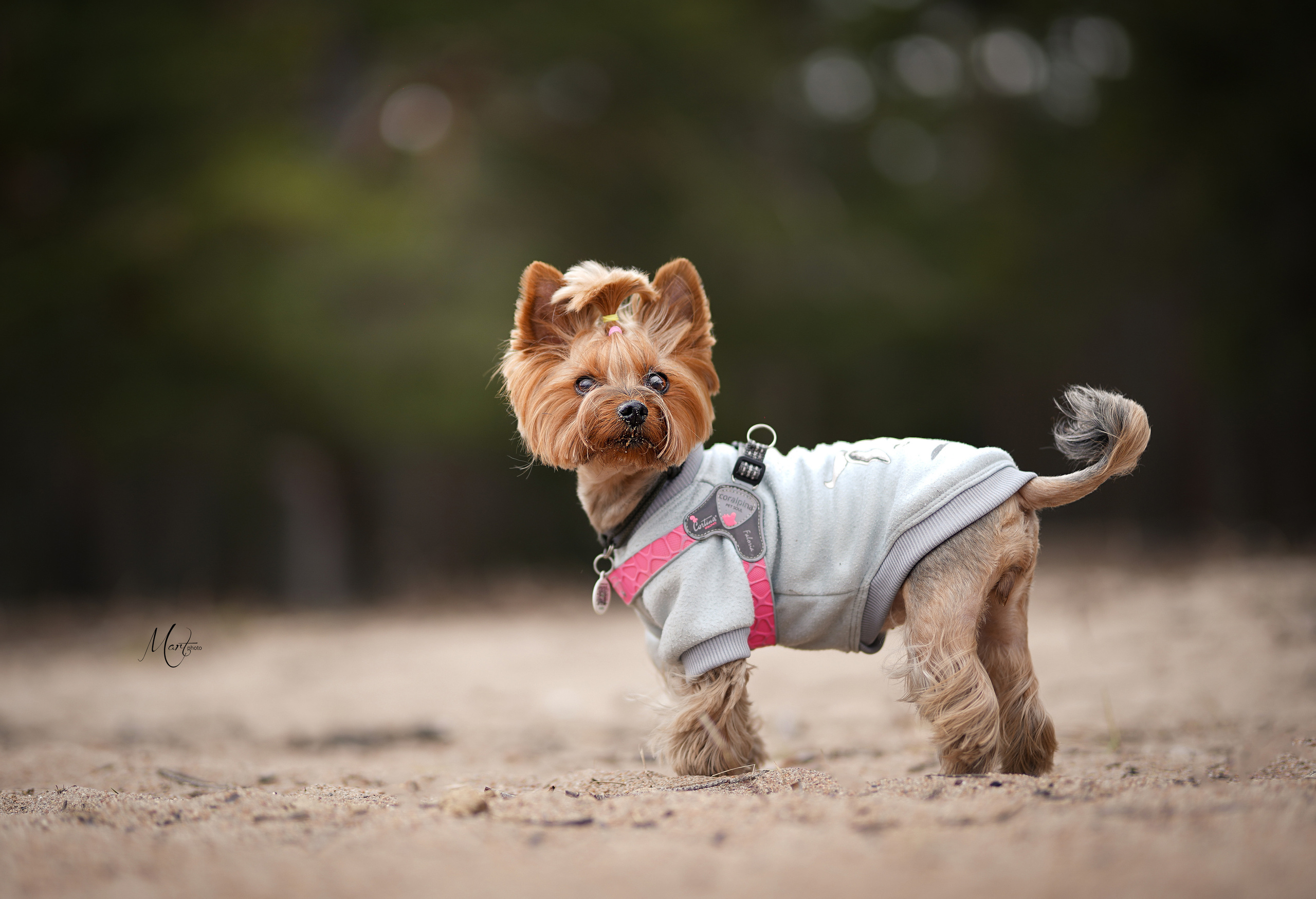 Эффи. Фотограф-анималист в Санкт-Петербурге Яна Мартынова