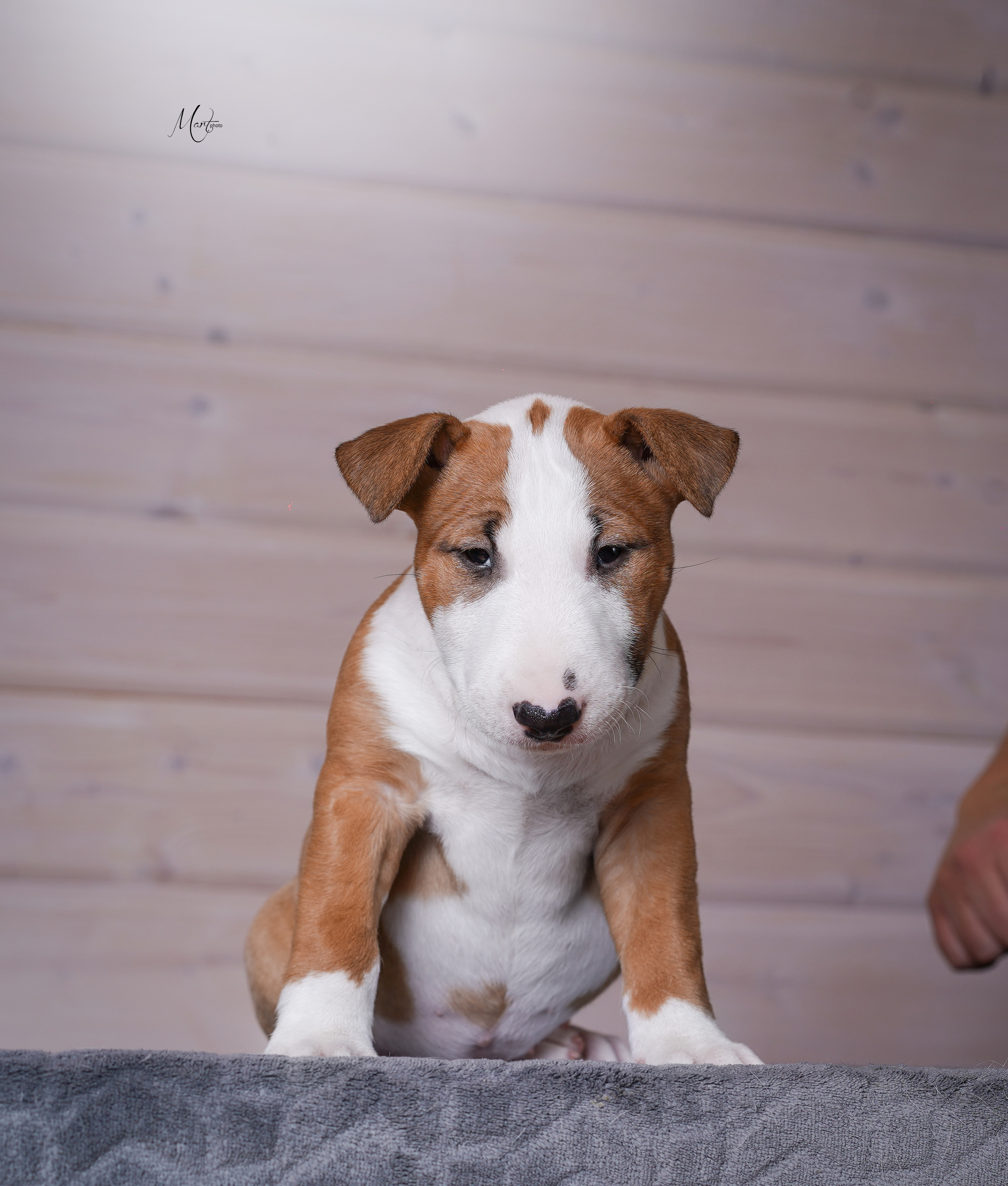 Щенки бультерьера. Фотограф-анималист в Санкт-Петербурге Яна Мартынова