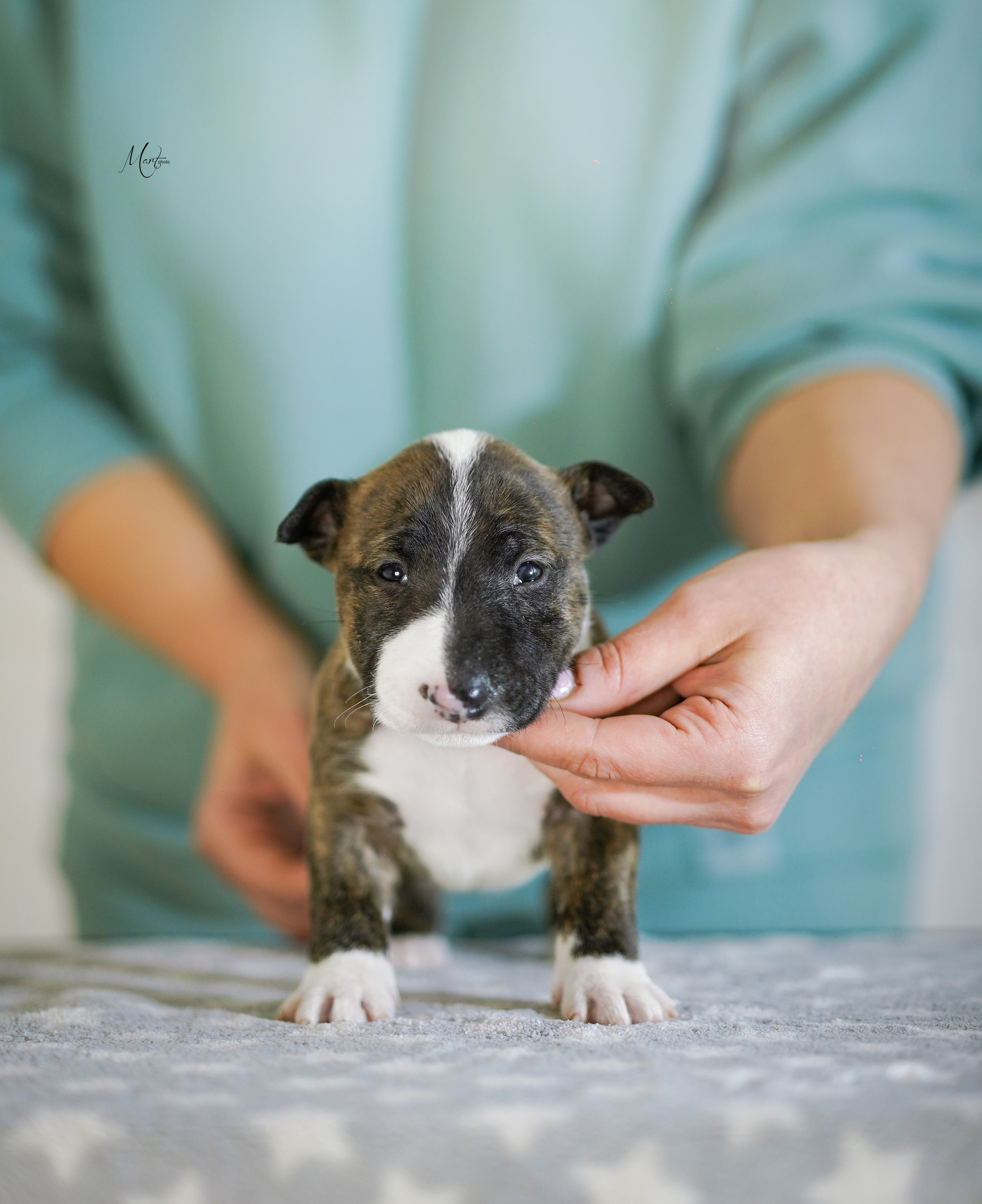 Щенки минибуля. Фотограф-анималист в Санкт-Петербурге Яна Мартынова