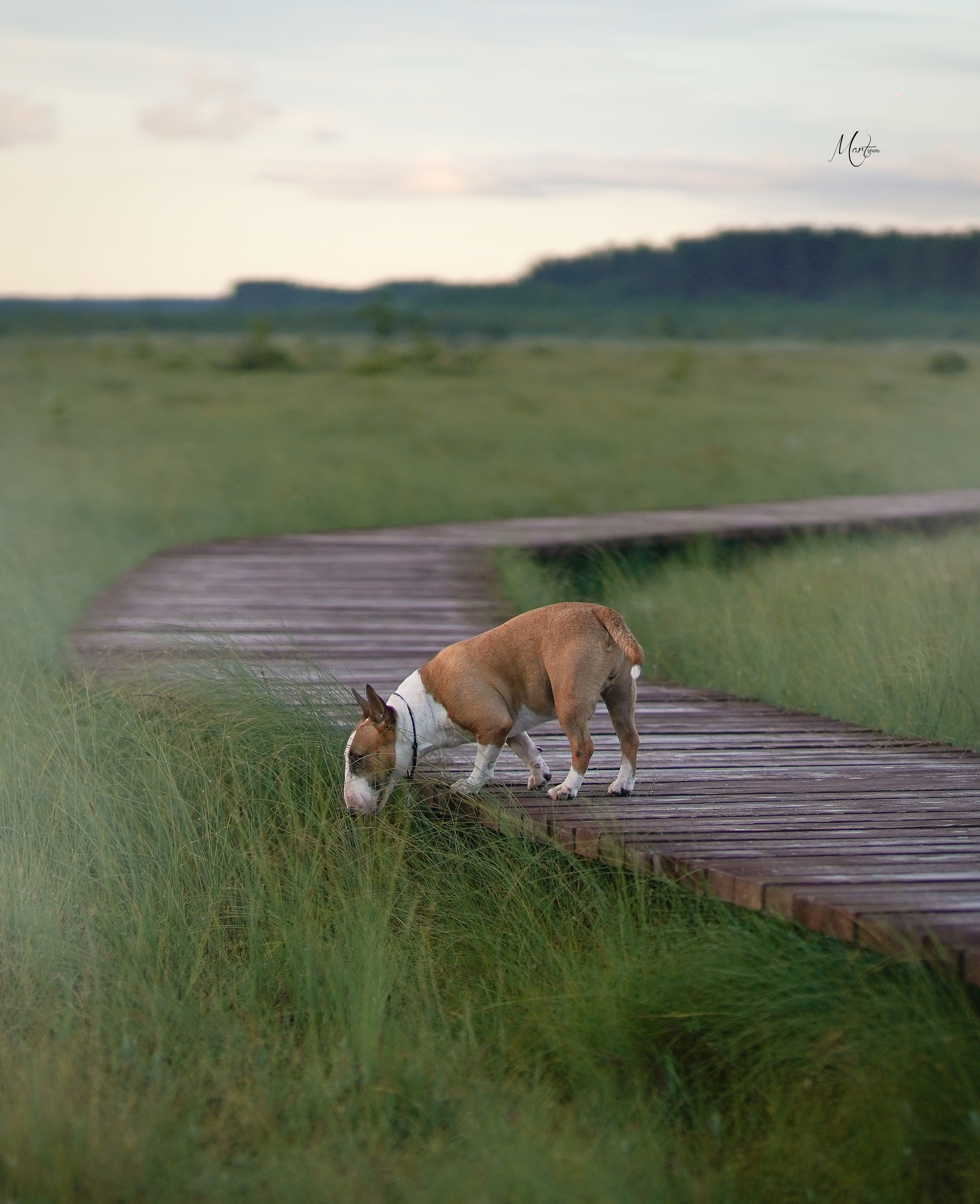 Сестрорецкое болото. Фотограф-анималист в Санкт-Петербурге Яна Мартынова