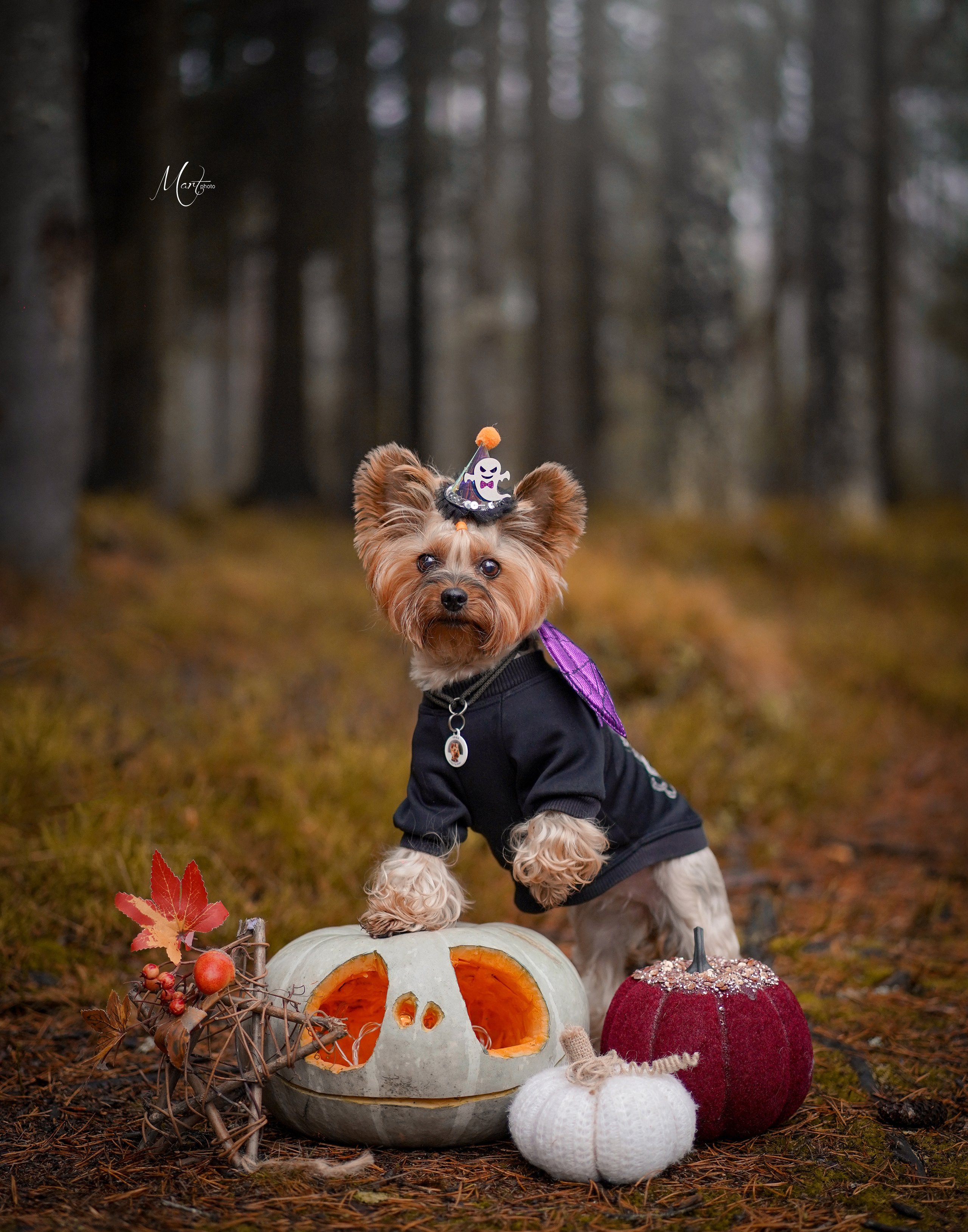 Хеллоуин 22. Фотограф-анималист в Санкт-Петербурге Яна Мартынова