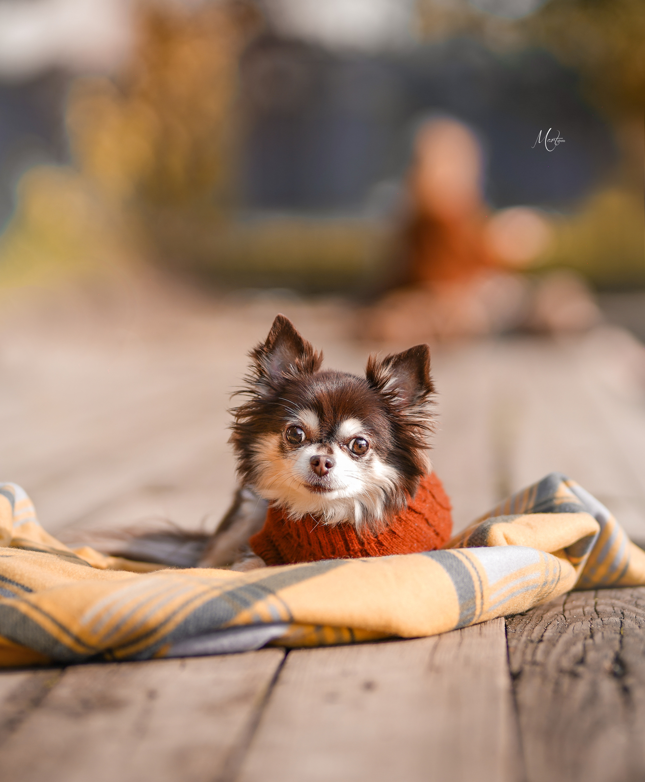 Василиса и Кекс. Фотограф-анималист в Санкт-Петербурге Яна Мартынова