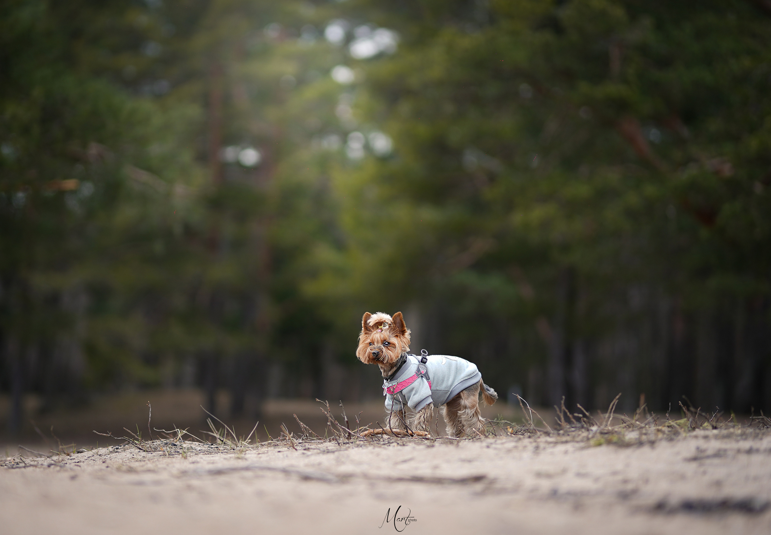 Эффи. Фотограф-анималист в Санкт-Петербурге Яна Мартынова