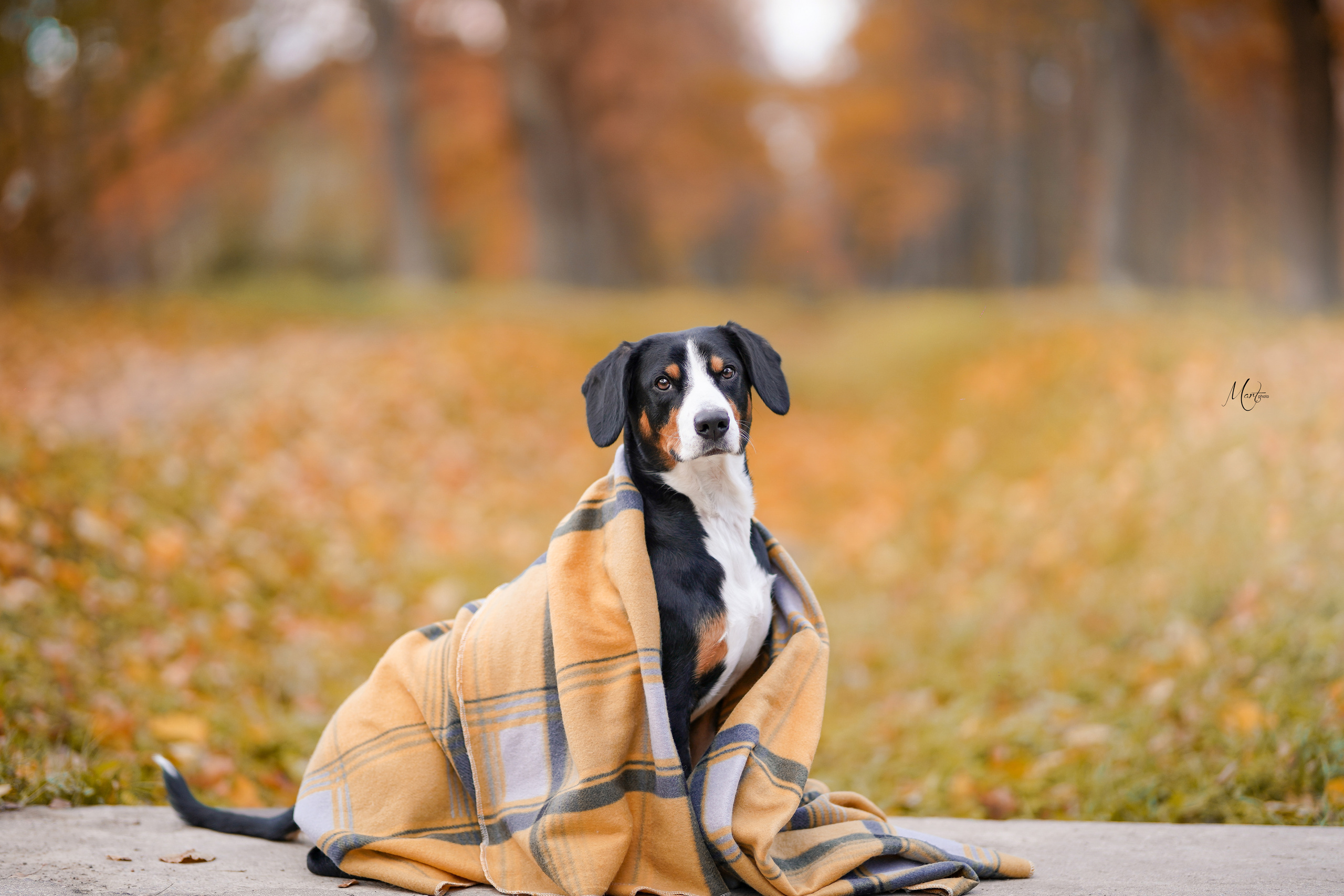 Ксения и Ванда. Фотограф-анималист в Санкт-Петербурге Яна Мартынова
