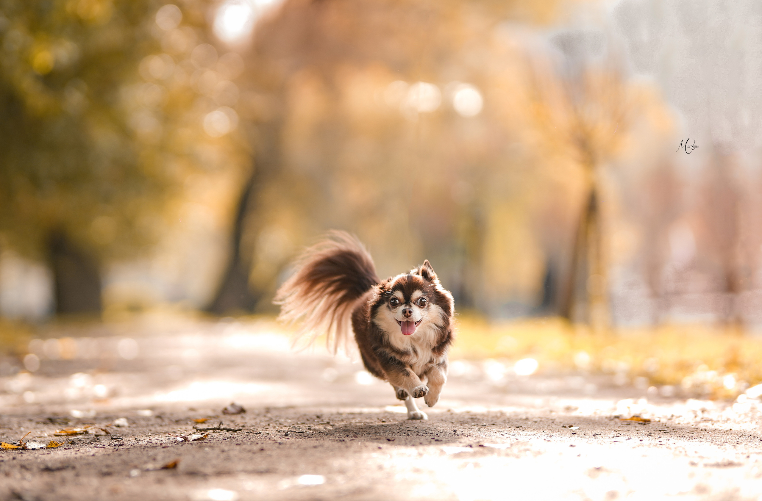 Василиса и Кекс. Фотограф-анималист в Санкт-Петербурге Яна Мартынова