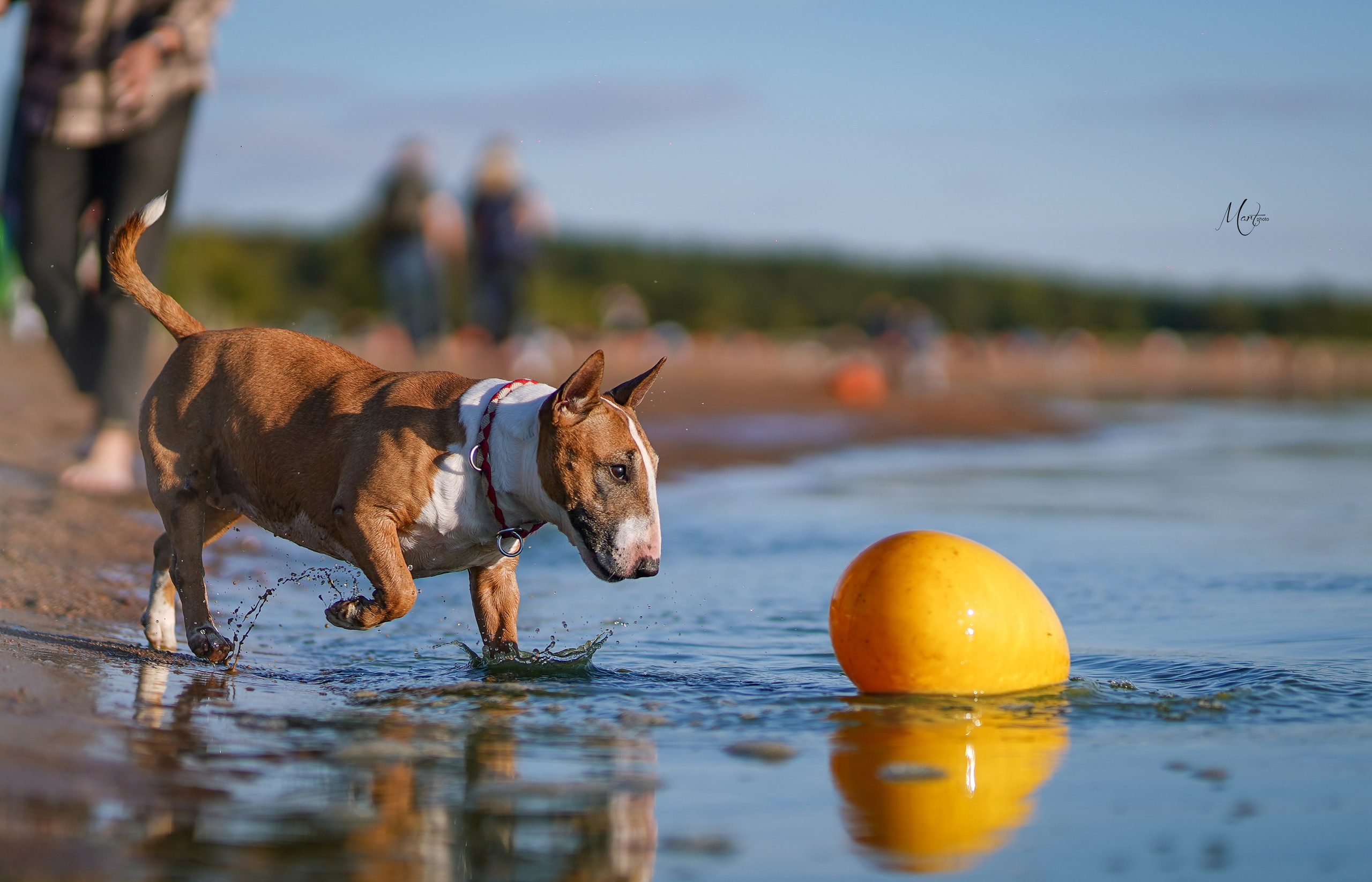 Моня, Оксана и Таисия. Фотограф-анималист в Санкт-Петербурге Яна Мартынова