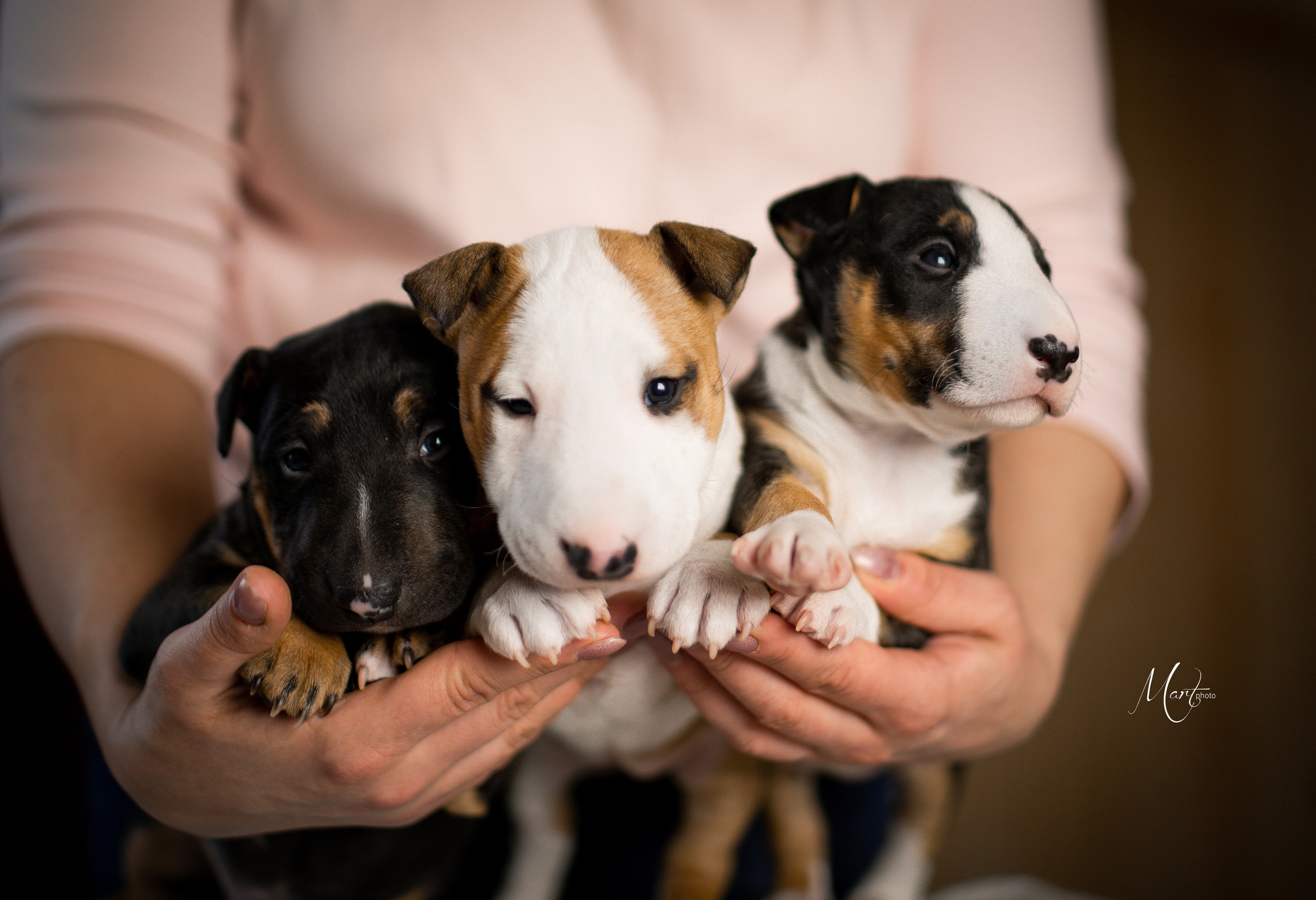 Щенки минибуля. Фотограф-анималист в Санкт-Петербурге Яна Мартынова