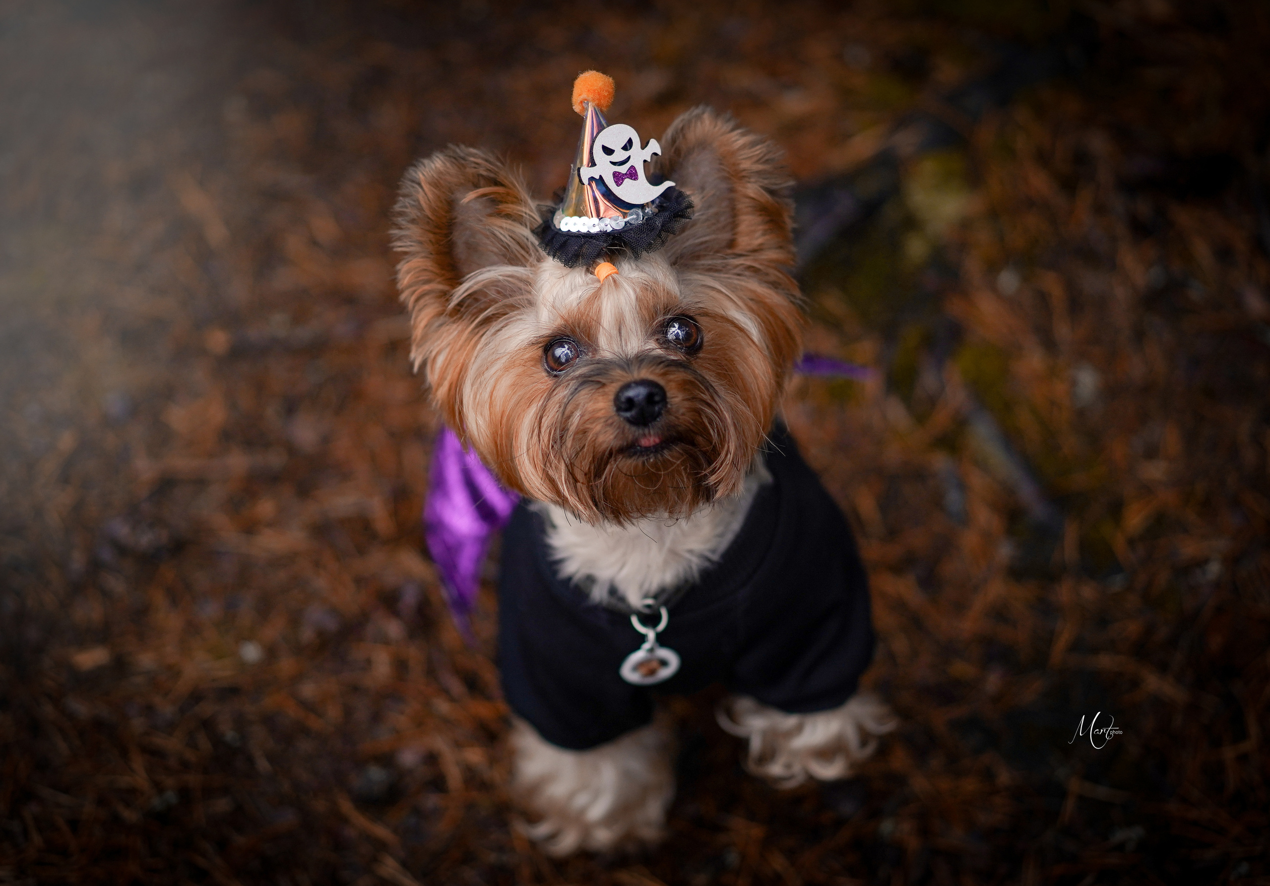 Хеллоуин 22. Фотограф-анималист в Санкт-Петербурге Яна Мартынова