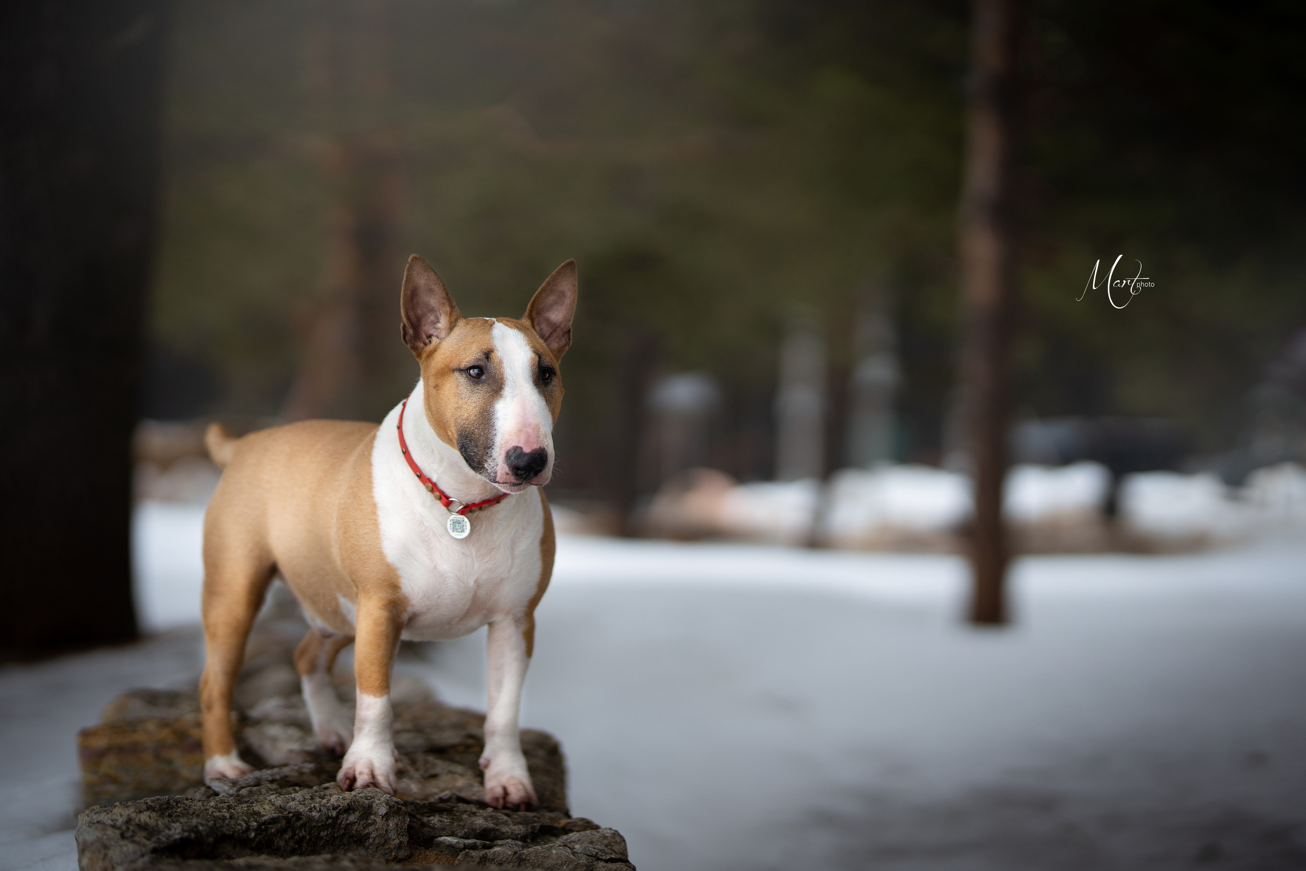 Пляж Финского залива в марте. Фотограф-анималист в Санкт-Петербурге Яна Мартынова