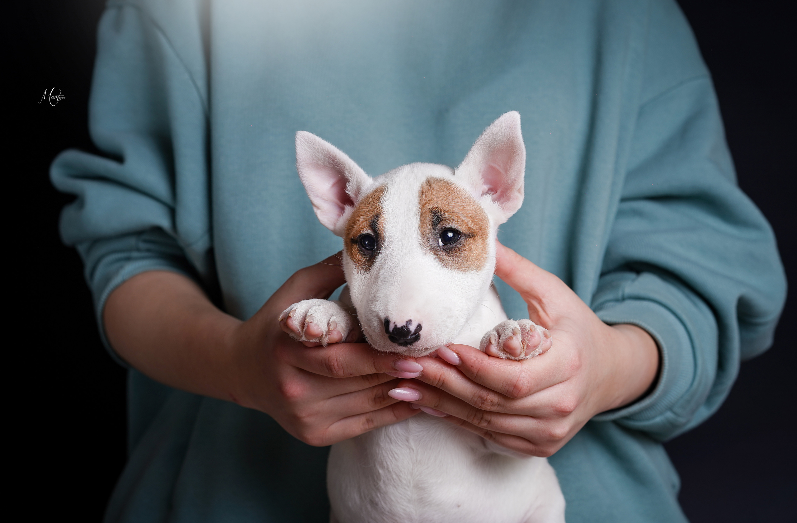 Щенки минибуля. Фотограф-анималист в Санкт-Петербурге Яна Мартынова