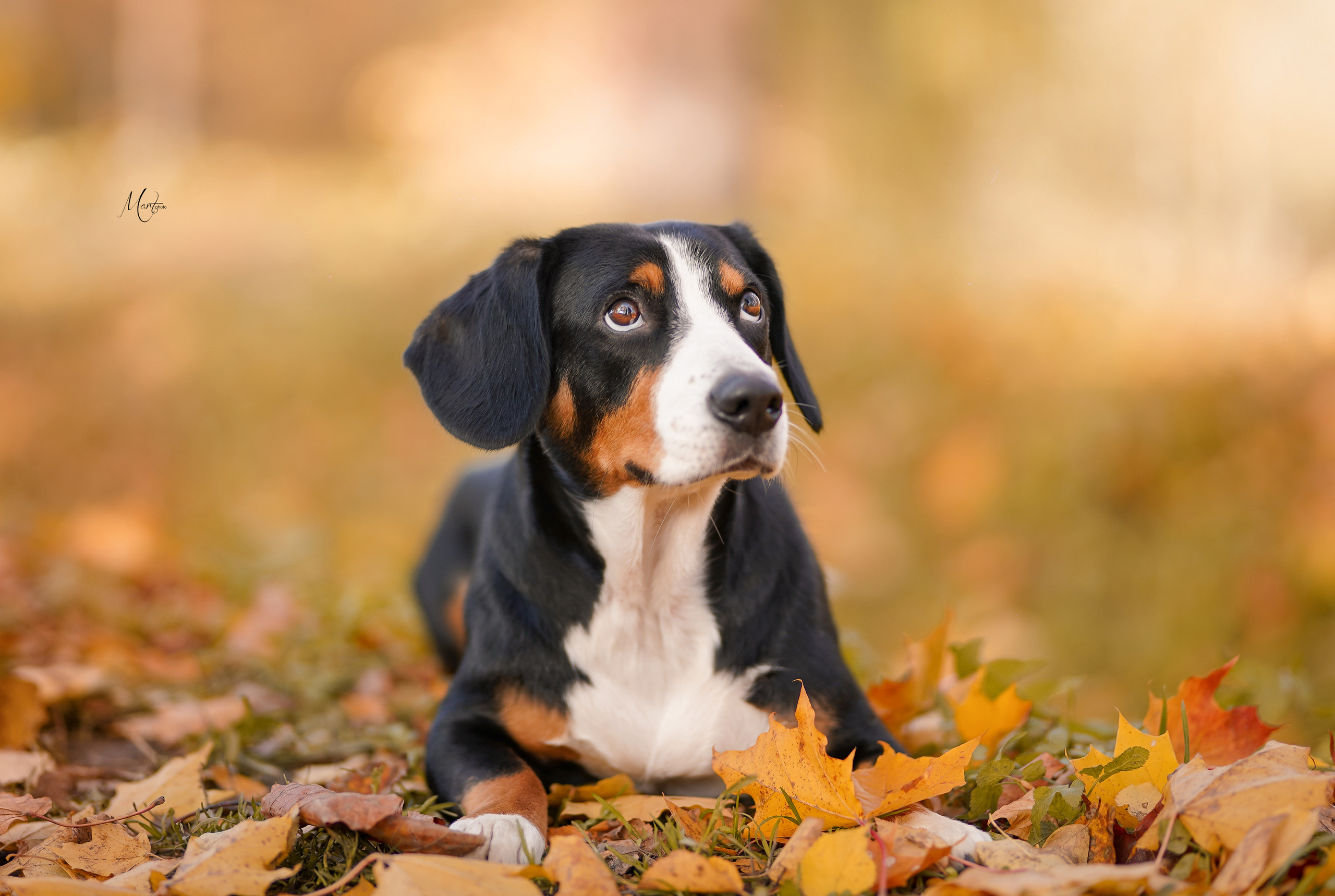 Ксения и Ванда. Фотограф-анималист в Санкт-Петербурге Яна Мартынова