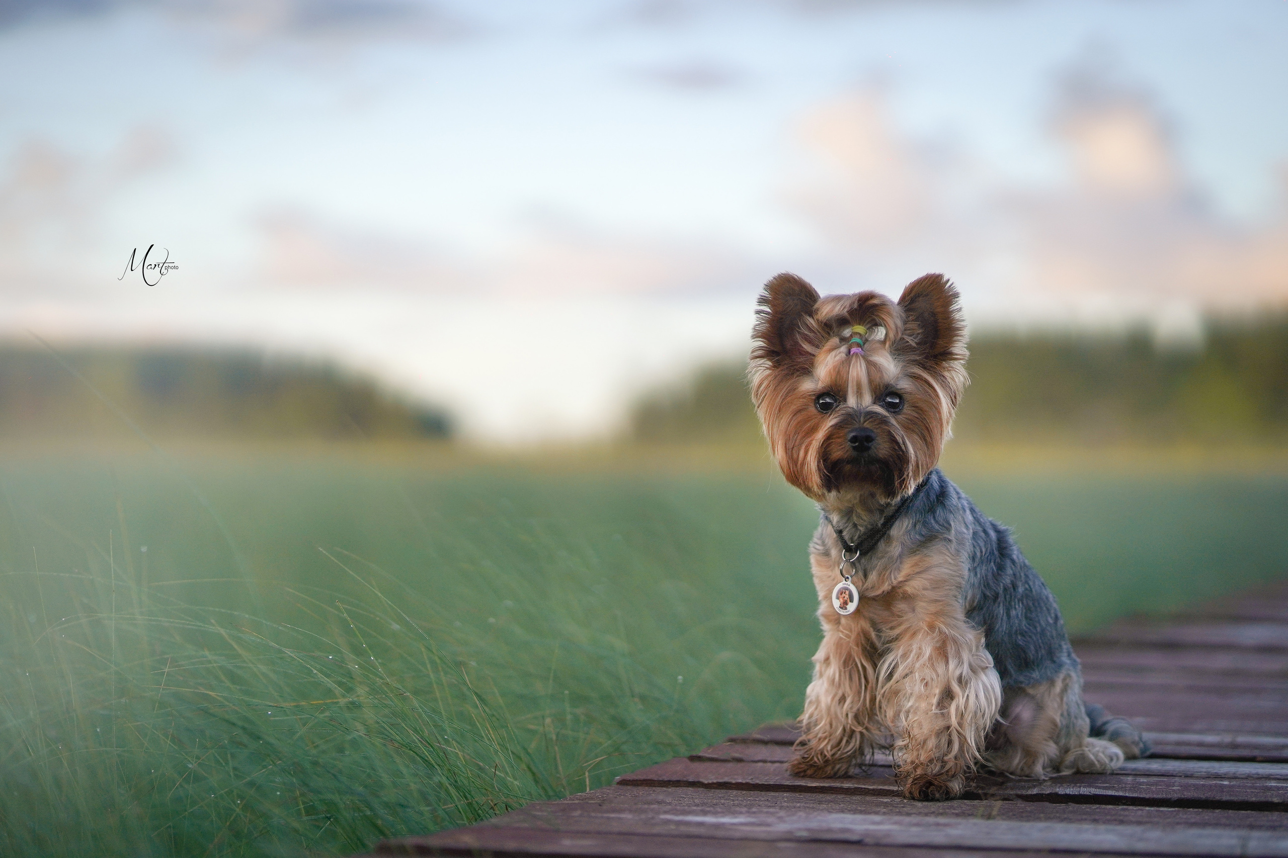 Сестрорецкое болото. Фотограф-анималист в Санкт-Петербурге Яна Мартынова