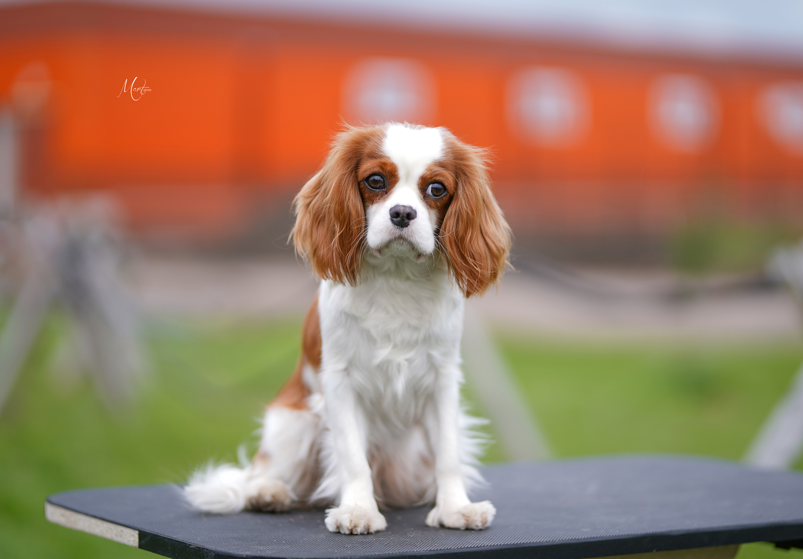Экстерьерная съемка 2022. Фотограф-анималист в Санкт-Петербурге Яна Мартынова